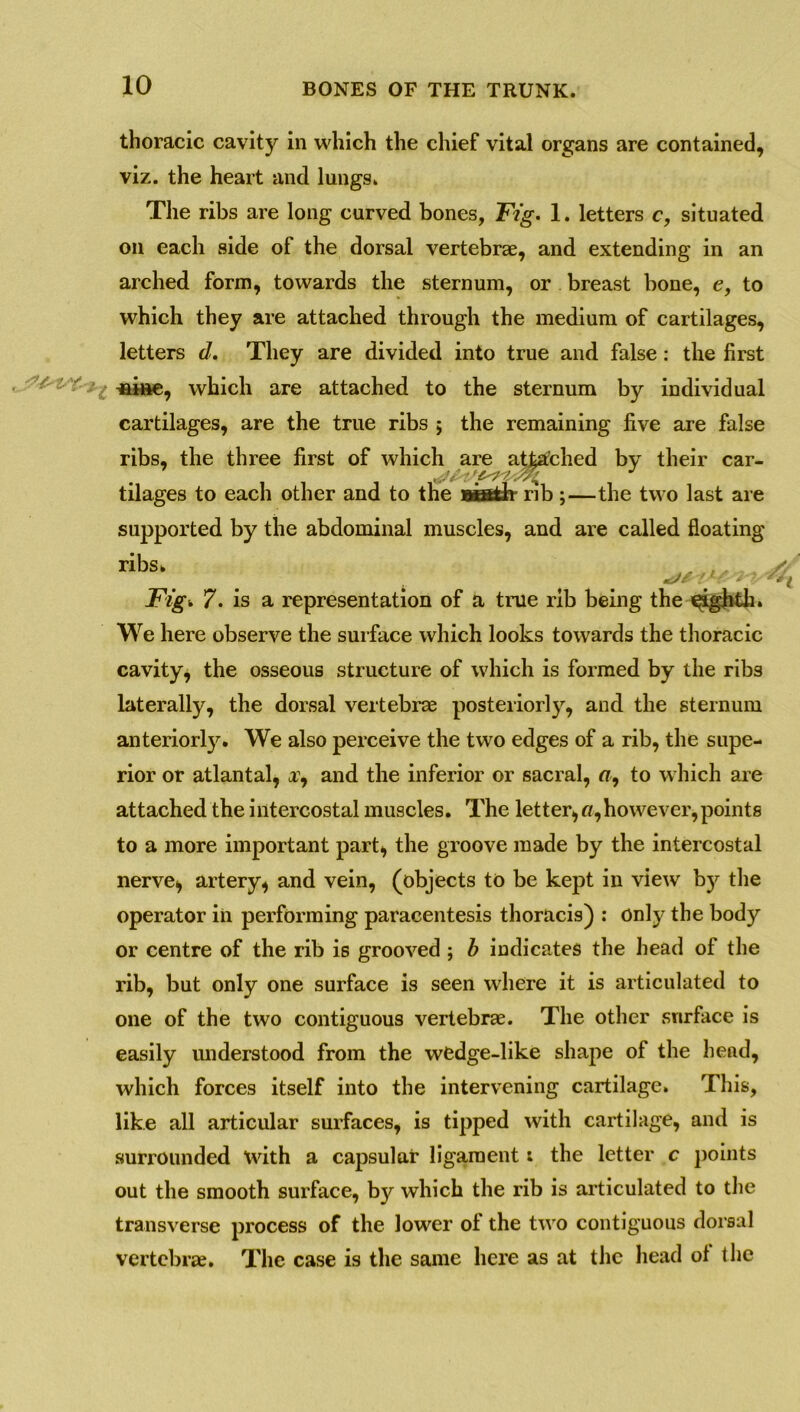 thoracic cavity in which the chief vital organs are contained, viz. the heart and lungs. The ribs are long curved bones, Fig. 1. letters c, situated on each side of the dorsal vertebrae, and extending in an arched form, towards the sternum, or breast bone, e, to which they are attached through the medium of cartilages, letters d. They are divided into true and false: the first -fiine, which are attached to the sternum by individual cartilages, are the true ribs ; the remaining five are false ribs, the three first of which are attached by their car- tilages to each other and to the Bdffith- rib ;—the two last are supported by the abdominal muscles, and are called floating ribs* *&£ !1 ■ * '*• i Fig* 7. is a representation of a true rib being the eighth. We here observe the surface which looks towards the thoracic cavity, the osseous structure of which is formed by the ribs laterally, the dorsal vertebrae posteriorly, and the sternum anteriorly. We also perceive the two edges of a rib, the supe- rior or atlantal, a, and the inferior or sacral, <7, to which are attached the intercostal muscles. The letter, fl,however, points to a more important part, the groove made by the intercostal nerve, artery, and vein, (objects to be kept in view by the operator in performing paracentesis thoracis) : only the bod)'- or centre of the rib is grooved ; b indicates the head of the rib, but only one surface is seen where it is articulated to one of the two contiguous vertebrae. The other surface is easily understood from the wedge-like shape of the head, which forces itself into the intervening cartilage. This, like all articular surfaces, is tipped with cartilage, and is surrounded with a capsular ligament i the letter c points out the smooth surface, by which the rib is articulated to the transverse process of the lower of the two contiguous dorsal vertebrae. The case is the same here as at the head of the