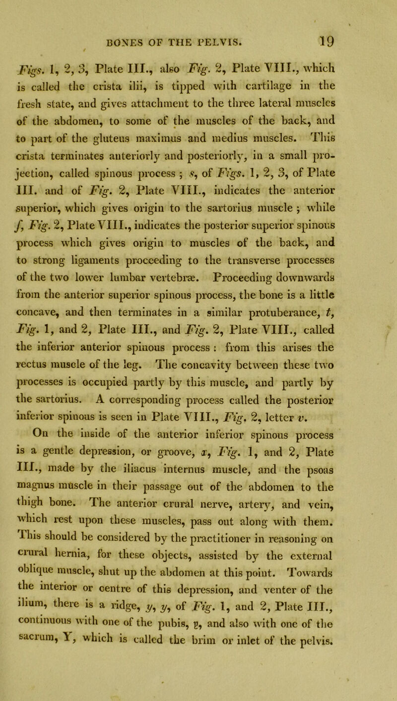 Figs. 1, 2, 3, Plate III., also Fig. 2, Plate VIII., which is called the crista ilii, is tipped with cartilage in the fresh state, and gives attachment to the three lateral muscles of the abdomen, to some of the muscles of the back, and to part of the gluteus maximus and medius muscles. This crista terminates anteriorly and posteriorly, in a small pro- jection, called spinous process ; s, of Figs. 1, 2, 3, of Plate III. and of Fig. 2, Plate VIII., indicates the anterior superior, which gives origin to the sartorius muscle ; while /, Fig. 2, Plate VIII., indicates the posterior superior spinous process which gives origin to muscles of the back, and to strong ligaments proceeding to the transverse processes of the two lower lumbar vertebrae. Proceeding downwards from the anterior superior spinous process, the bone is a little concave, and then terminates in a similar protuberance, t, Fig. 1, and 2, Plate III., and Fig. 2, Plate VIII., called the inferior anterior spinous process : from this arises the rectus muscle of the leg. The concavity between these two processes is occupied partly by this muscle, and partly by the sartorius. A corresponding process called the posterior inferior spinous is seen in Plate VIII., Fig. 2, letter v. On the inside of the anterior inferior spinous process is a gentle depression, or groove, i:, Fig. I, and 2, Plate III., made by the iliacus internus muscle, and the psoas magnus muscle in their passage out of the abdomen to the thigh bone. The anterior crural nerve, artery, and vein, which rest upon these muscles, pass out along with them. Ibis should be considered by the practitioner in reasoning on crural hernia, for these objects, assisted by the external oblique muscle, shut up the abdomen at this point. Towards the interior or centre of this depression, and venter of the ilium, there is a ridge, y, y, of Fig. 1, and 2, Plate III., continuous with one of the pubis, £, and also with one of the sacrum, Y, which is called the brim or inlet of the pelvis.