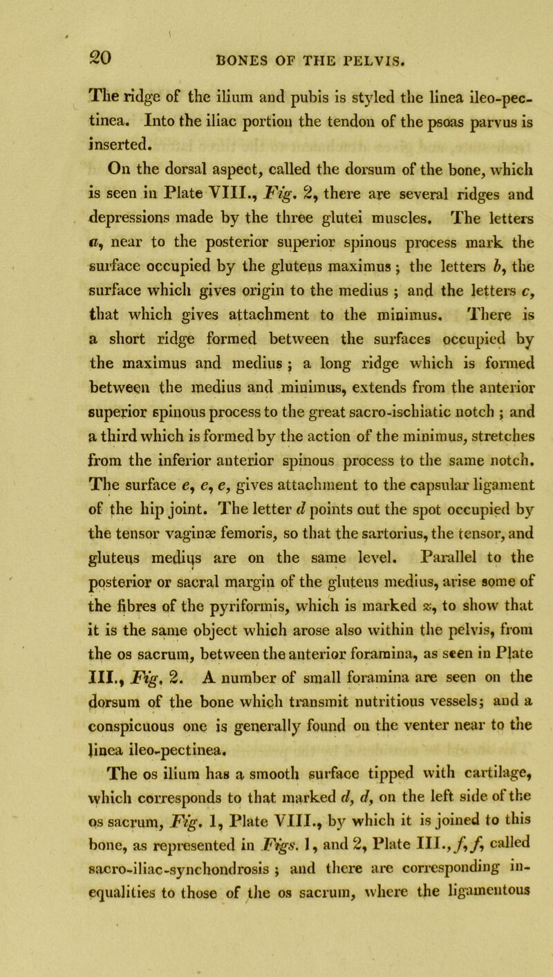 The ridge of the ilium and pubis is styled the linea ileo-pec- tinea. Into the iliac portion the tendon of the psoas parvus is inserted. On the dorsal aspect, called the dorsum of the bone, which is seen in Plate VIII., Fig. 2, there are several ridges and depressions made by the three glutei muscles. The letters », near to the posterior superior spinous process mark the surface occupied by the gluteus maximus ; the letters b, the surface which gives origin to the medius ; and the letters c, that which gives attachment to the minimus. There is a short ridge formed between the surfaces occupied by the maximus and medius ; a long ridge which is formed between the medius and minimus, extends from the anterior superior 6pinous process to the great sacro-ischiatic notch ; and a third which is formed by the action of the minimus, stretches from the inferior anterior spinous process to the same notch. The surface e, e, e, gives attachment to the capsular ligament of the hip joint. The letter d points out the spot occupied by the tensor vaginae femoris, so that the sartorius, the tensor, and gluteus medius are on the same level. Parallel to the posterior or sacral margin of the gluteus medius, arise some of the fibres of the pyriformis, which is marked to show that it is the same object which arose also within the pelvis, from the os sacrum, between the anterior foramina, as seen in Plate III., Fig, 2. A number of small foramina are seen on the dorsum of the bone which transmit nutritious vessels; and a conspicuous one is generally found on the venter near to the Jiuea ileo-pectinea. The os ilium has a smooth surface tipped with cartilage, which corresponds to that marked r/, dy on the left, side of the os sacrum, Fig. 1, Plate VIII., by which it is joined to this bone, as represented in Figs. 1, and 2, Plate III.,/,/, called sacro-iliac-synchondrosis ; and there are corresponding in- equalities to those of the os sacrum, where the ligamentous