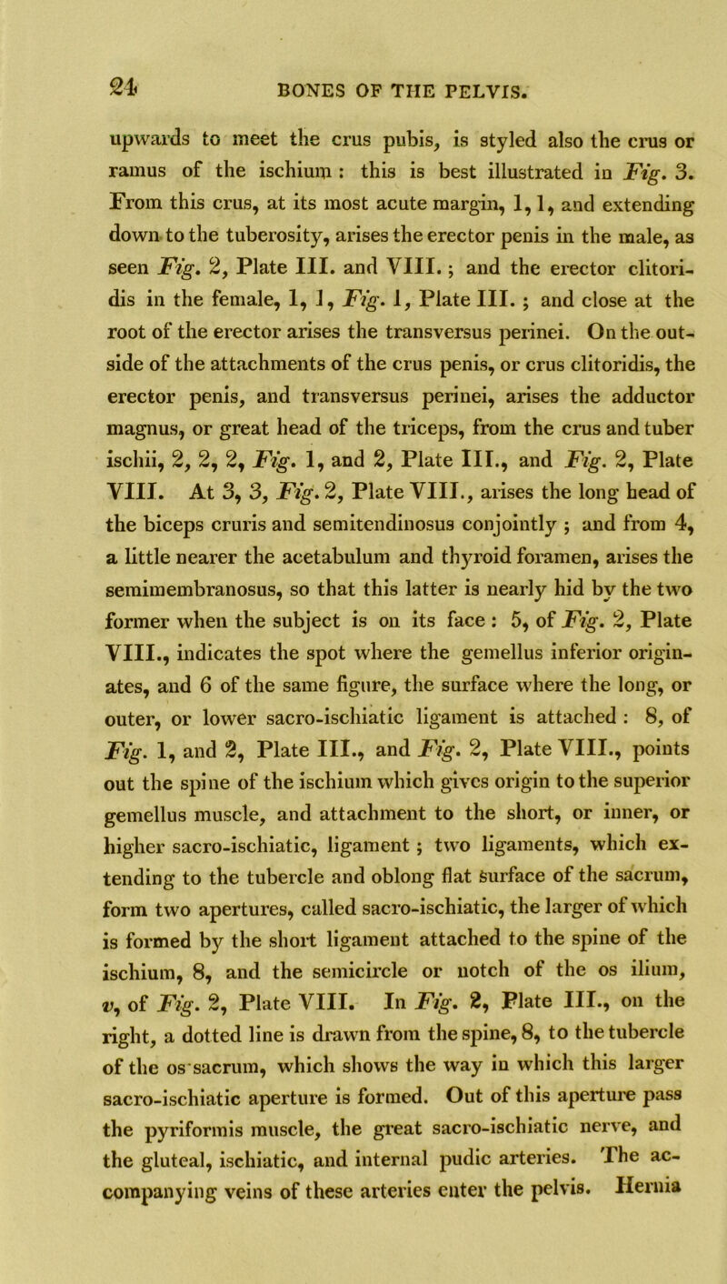 upwards to meet the crus pubis, is styled also the crus or ramus of the ischium : this is best illustrated in jFig. 3. From this crus, at its most acute margin, 1,1, and extending down to the tuberosity, arises the erector penis in the male, as seen Fig. 2, Plate III. and VIII.; and the erector clitori- dis in the female, 1,1, Fig. 1, Plate III. ; and close at the root of the erector arises the transversus perinei. On the out- side of the attachments of the crus penis, or crus clitoridis, the erector penis, and transversus perinei, arises the adductor magnus, or great head of the triceps, from the crus and tuber iscliii, 2, 2, 2, Fig. 1, and 2, Plate III., and Fig. 2, Plate VIII. At 3, 3, Fig. 2, Plate VIII., arises the long head of the biceps cruris and semitendinosus conjointly ; and from 4, a little nearer the acetabulum and tigroid foramen, arises the semimembranosus, so that this latter is nearly hid by the two former when the subject is on its face : 5, of Fig. 2, Plate VIII., indicates the spot where the gemellus inferior origin- ates, and 6 of the same figure, the surface where the long, or outer, or lower sacro-ischiatic ligament is attached : 8, of Fig. 1, and 2, Plate III., and Fig. 2, Plate VIII., points out the spine of the ischium which gives origin to the superior gemellus muscle, and attachment to the short, or inner, or higher sacro-ischiatic, ligament; two ligaments, which ex- tending to the tubercle and oblong flat Surface of the sacrum, form two apertures, called sacro-ischiatic, the larger of which is formed by the short ligament attached to the spine of the ischium, 8, and the semicircle or notch of the os ilium, v, of Fig. 2, Plate VIII. In Fig. 2, Plate III., on the right, a dotted line is drawn from the spine, 8, to the tubercle of the os sacrum, which shows the way in which this larger sacro-ischiatic aperture is formed. Out of this aperture pass the pyriformis muscle, the great sacro-ischiatic nerve, and the gluteal, ischiatic, and internal pudic arteries. The ac- companying veins of these arteries enter the pelvis. Hernia