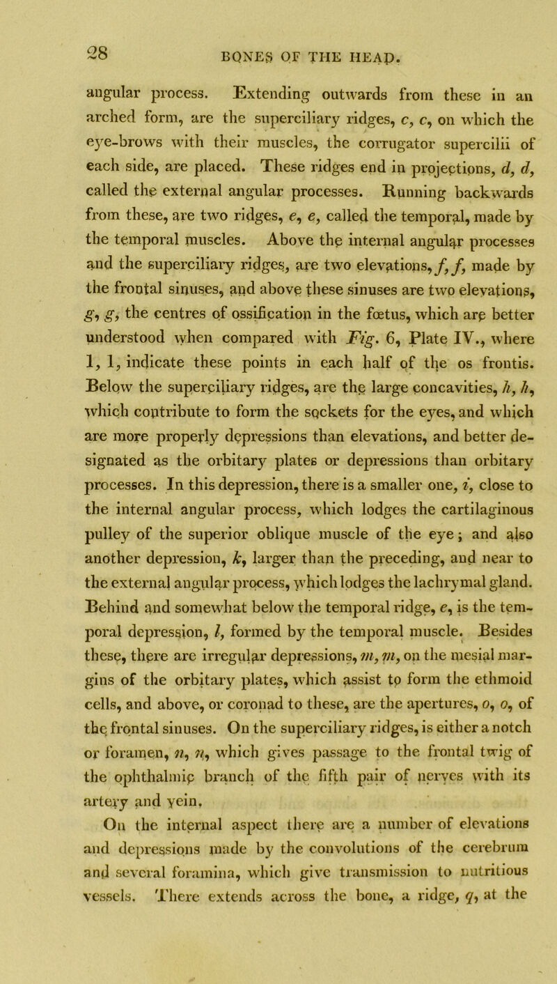 angular process. Extending outwards from these in an arched form, are the superciliary ridges, c, c, on which the e}re-brows with their muscles, the corrugator supercilii of each side, are placed. These ridges end in projections, d, d, called the external angular processes. Running backwards from these, are two ridges, e, e, called the temporal, made by the temporal muscles. Above the internal angular processes and the superciliary ridges, are two elevations,/,/, made by the frontal sinuses, and above these sinuses are two elevations, g, g, the centres of ossification in the foetus, which are better understood when compared with Fig. 6, Plate IV., where 1,1, indicate these points in each half of the os frontis. Below the superciliary ridges, are the large concavities, h, //, which contribute to form the sqckets for the eyes, and which are more property depressions than elevations, and better de- signated as the orbitary plates or depressions than orbitary processes. In this depression, there is a smaller one, i, close to the internal angular process, which lodges the cartilaginous pulley of the superior oblique muscle of the eye; and also another depression, ky larger than the preceding, and near to the external angular process, which lodges the lachrymal gland. Behind and somewhat below the temporal ridge, e, is the tem- poral depression, l, formed by the temporal muscle. Besides these, thpre are irregular depressions, m, m, on the mesial mar- gins of the orbitary plates, which assist to form the ethmoid cells, and above, or coronad to these, are the apertures, o, o, of the frontal sinuses. On the superciliary ridges, is either a notch or foramen, «, w, which gives passage to the frontal twig of the ophthalmic branch of the fifth pair of nerves with its artery and vein. On the internal aspect there are a number of elevations and depressions made by the convolutions of the cerebrum and several foramina, which give transmission to nutritious vessels. There extends across the bone, a ridge, <7, at the