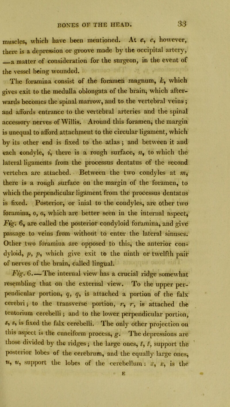 muscles, which have been mentioned. At e, e, however, there is a depression or groove made by the occipital artery, a matter of consideration for the surgeon, in the event of the vessel being wounded. The foramina consist of the forameli magnum, £, which gives exit to the medulla oblongata of the brain, which after- wards becomes the spinal marrow, and to the vertebral veins ; and affords entrance to the vertebral arteries and the spinal accessory nerves of Willis. Around this foramen, the margin is unequal to afford attachment to the circular ligament, which by its other end is fixed to the atlas ; and between it and each condyle, i, there is a rough surface, ny to which the lateral ligaments from the processus dentatus of the second vertebra are attached. Between the two condyles at there is a rough surface on the margin of the foramen, to which the perpendicular ligament from the processus dentatus is fixed. Posterior, or inial to the condyles, are other two foramina, o, o, which are better seen in the internal aspect* i • Fig: 6, are called the posterior condyloid foramina^ and give passage to veins from without to enter the lateral sinuses; Other two foramina are opposed to this, the anterior con- dyloid, p, p, which give exit to the ninth or twelfth pair of nerves of the brain, called lingual* Fig. 6. — The internal view has a crucial ridge somewhat resembling that on the external view. To the upper per- pendicular portion, q, </, is attached a portion of the falx cerebri; to the transverse portion, r, r, is attached the tentorium cerebelli; and to the lower perpendicular portion, 5, -s, is fixed the falx cerebelli. The only7 other projection on this aspect is the cuneiform process, g. The depressions are those divided by the ridges; the large ones, fy t, support the posterior lobes of the cerebrum, and the equally large ones, w, vi support the lobes of the cerebellum : cr, a1, is the E