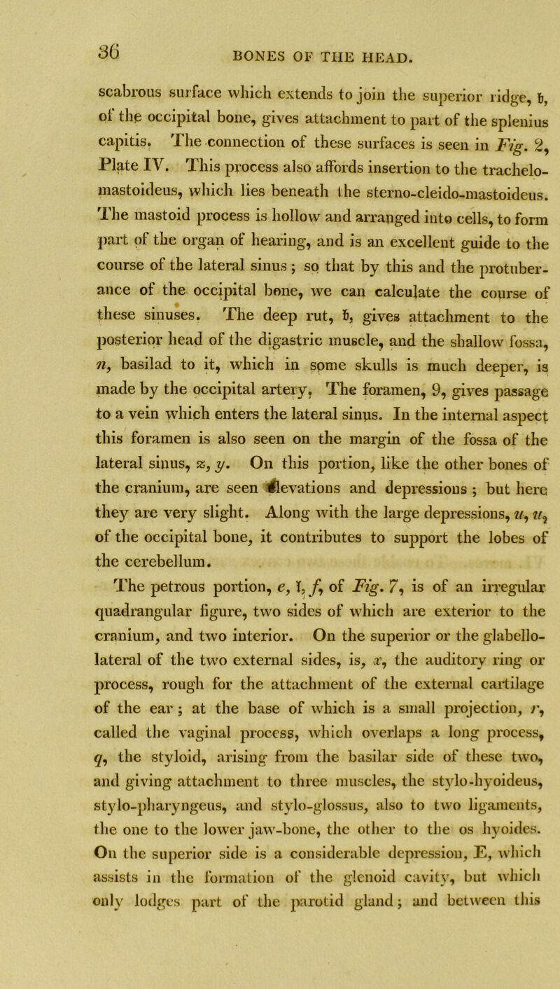 scabrous surface which extends to join the superior ridge, 6, oi the occipital bone, gives attachment to part of the splenius capitis. The connection of these surfaces is seen in Fig. 2, Plate IV. This process also affords insertion to the trachelo- mastoideus, which lies beneath the sterno-cleido-mastoideus. The mastoid process is hollow and arranged into cells, to form part of the organ of hearing, and is an excellent guide to the course of the lateral sinus; so that by this and the protuber- ance of the occipital bone, we can calculate the course of these sinuses. The deep rut, 5, gives attachment to the posterior head of the digastric muscle, and the shallow fossa, n, basilad to it, which in some skulls is much deeper, is made by the occipital artery. The foramen, 9, gives passage to a vein which enters the lateral sinus. In the internal aspect this foramen is also seen on the margin of the fossa of the lateral sinus, 2;, y. On this portion, like the other bones of the cranium, are seen Elevations and depressions ; but here they are very slight. Along with the large depressions, of the occipital bone, it contributes to support the lobes of the cerebellum. The petrous portion, e, I, /, of Fig. 7, is of an irregular quadrangular figure, two sides of which are exterior to the cranium, and two interior. On the superior or the glabello- lateral of the twro external sides, is, a?, the auditory ring or process, rough for the attachment of the external cartilage of the ear ; at the base of which is a small projection, r, called the vaginal process, which overlaps a long process, <y, the styloid, arising from the basilar side of these two, and giving attachment to three muscles, the stylo-hyoideus, stylo-pharyngeus, and stylo-glossus, also to two ligaments, the one to the lower jaw-bone, the other to the os hyoides. On the superior side is a considerable depression, E, which assists in the formation of the glenoid cavity, but which only lodges part of the parotid gland; and between this