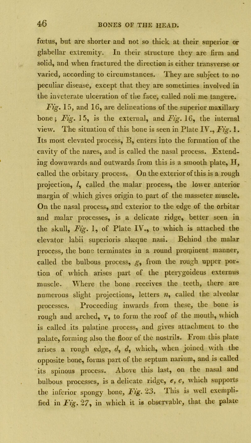 foetus, but are shorter and not so thick at their superior or glabellar extremity. In their structure thejr are firm and solid, and when fractured the direction is either transverse or varied, according to circumstances. They are subject to no peculiar disease, except that they are sometimes involved in the inveterate ulceration of the face, called noli me tangere. Fig. 15, and 16, are delineations of the superior maxillary bone; Fig. 15, is the external, and Fig. 16, the internal view. The situation of this bone is seen in Plate IV., Fig. 1. Its most elevated process, B, enters into the formation of the cavity of the nares, and is called the nasal process. Extend- ing downwards and outwards from this is a smooth plate, H, called the orbitary process. On the exterior of this is a rough projection, /, called the malar process, the lower anterior margin of which gives origin to part of the masseter muscle. On the nasal process, and exterior to the edge of the orbitar and malar processes, is a delicate ridge, better seen in the skull, Fig. 1, of Plate IV., to which is attached the elevator labii superioris alseque nasi. Behind the malar process, the bone terminates in a round prominent manner, called the bulbous process, g, from the rough upper por- tion of which arises part of the pterygoideus externus muscle. Where the bone receives the teeth, there are numerous slight projections, letters n, called the alveolar processes. Proceeding inwards from these, the bone is rough and arched, v, to form the roof of the mouth, which is called its palatine process, and gives attachment to the palate, forming also the floor of the nostrils. From this plate arises a rough edge, d, d, which, when joined with the opposite bone, forms part of the septum narium, and is called its spinous process. Above this last, on the nasal and bulbous processes, is a delicate ridge, e, e, which supports the inferior spongy bone, Fig. 23. This is well exempli- fied in Fig. 27, in which it is observable, that the palate