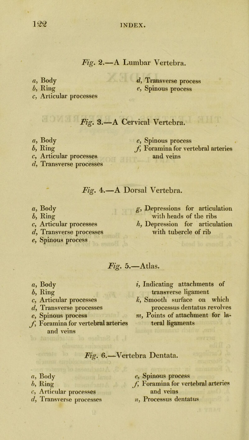 Fig. 2.—A Lumbar Vertebra. a, Body d, Transverse process b, Ring e, Spinous process c, Articular processes Fig. 3.—A Cervical Vertebra. a, Body b, Ring- Articular processes Transverse processes e, Spinous process f, Foramina for vertebral arteries and veins Fig. 4.—A Dorsal Vertebra. Body Ring Articular processes Transverse processes Spinous process g, Depressions for articulation with heads of the ribs h, Depression for articulation with tubercle of rib Fig. 5.—Atlas. Body Ring Articular processes Transverse processes e, Spinous process f, Foramina for vertebral arteries and veins if Indicating attachments of transverse ligament Jc, Smooth surface on which processus dentatus revolv es m, Points of attachment for la- teral ligaments Fig. 6.—Vertebra Dentata. n, Body b, Ring c, Articular processes d, Transverse processes e, Spinous process f Foramina for vertebral arteries and veins it, Processus dentatus