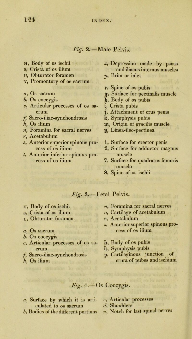 Fig. 2.—Male Pelvis. H, Body of os ischii s, Crista of os ilium u, Obturator foramen y, Promontory of os sacrum a, Os sacrum b, Os coccygis c, Articular processes of os sa- crum J,\ Sacro-iliac-synchondrosis h, Os ilium n, Foramina for sacral nerves r, Acetabulum s, Anterior superior spinous pro- cess of os ilium t, Anterior inferior spinous pro- cess of os ilium x, Depression made by psoas and iliacus internus muscles y, Brim or inlet t, Spine of os pubis g, Surface for pectinalis muscle f), Body of os pubis t, Crista pubis }, Attachment of crus penis ft, Symphysis pubis lit, Origin of gracilis muscle j), Linea-ileo-pectinea 1, Surface for erector penis 2, Surface for adductor magnus muscle 7, Surface for quadratus femoris muscle 8, Spine of os ischii Fig. 3.—Fetal Pelvis. h, Body of os ischii s, Crista of os ilium u, Obturator foramen a, Os sacrum b, Os coccygis c, Articular processes of os sa crum f Sacro-iliac-synchondrosis h, Os ilium n, Foramina for sacral nerves o, Cartilage of acetabulum r, Acetabulum s, Anterior superior spinous pro- cess of os ilium ij, Body of os pubis ft, Symphysis pubis p, Cartilaginous junction of crura of pubes and ischium Fig. 4.—Os Coccygis. a, Surface by which it is arti- c, Articular processes eulated to os sacrum <7, Shoulders b, Bodies of the different portions w, Notch tor last spinal nerves