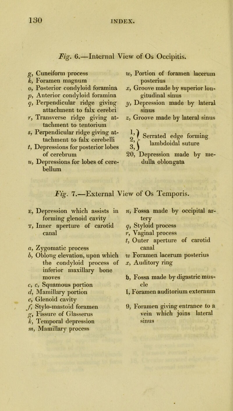Fig. 6.—Internal View of Os Occipitis. g, Cuneiform process k, Foramen magnum o, Posterior condyloid foramina p, Anterior condyloid foramina q, Perpendicular ridge giving attachment to falx cerebri r, Transverse ridge giving at- tachment to tentorium s, Perpendicular ridge giving at- tachment to falx cerebelli t, Depressions for posterior lobes of cerebrum u, Depressions for lobes of cere- bellum tv, Portion of foramen lacerum posterius x, Groove made by superior lon- gitudinal sinus y, Depression made by lateral sinus z, Groove made by lateral sinus Serrated edge forming g’ ^ lambdoidal suture 20, Depression made by me- dulla oblongata Fig. 7.—External View of Os Temporis. e, Depression which assists in forming glenoid cavity t, Inner aperture of carotid canal a, Zygomatic process b, Oblong elevation, upon which the condyloid process of inferior maxillary bone moves c, c, Squamous portion cl, Mamillary portion e, Glenoid cavity f, Stylo-mastoid foramen g, Fissure of Glasserus k, Temporal depression m, Mamillary process n, Fossa made by occipital ar- tery q, Styloid process r, Vaginal process t, Outer aperture of carotid canal tv Foramen lacerum posterius x, Auditory ring h, Fossa made by digastric mus- cle l, Foramen auditorium externum 9, Foramen giving entrance to a vein which joins lateral sinus