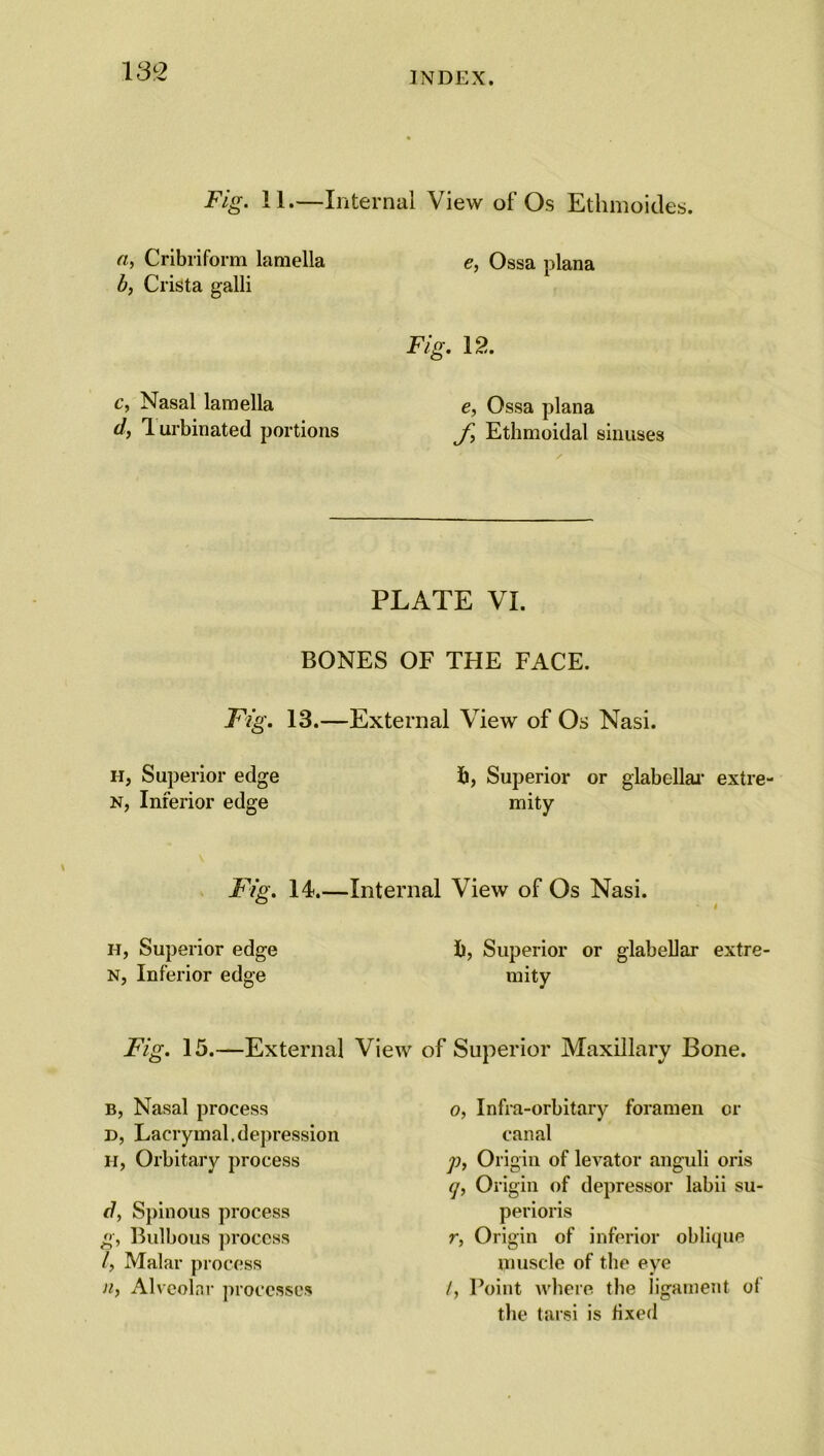 Fig. II.—Internal View of Os Ethmoides. a, Cribriform lamella b, Crista galli c, Nasal lamella d, Turbinated portions e, Ossa plana Fig. 12. e, Ossa plana Ethmoidal sinuses PLATE VI. BONES OF THE FACE. Fig. 13.—External View of Os Nasi. h, Superior edge fc, Superior or glabellar extre- n, Inferior edge mity Fig. 14.—Internal View of Os Nasi. h, Superior edge fc, Superior or glabellar extre- n, Inferior edge mity Fig. 15.—External View of Superior Maxillary Bone. b, Nasal process p, Lacrymal,depression H, Orbitary process d, Spinous process g, Bulbous process /, Malar process n, Alveolar processes o, Infra-orbitary foramen or canal p, Origin of levator anguli oris q, Origin of depressor labii su- perioris r, Origin of inferior oblique muscle of the eye /, Point where the ligament ol the tarsi is fixed