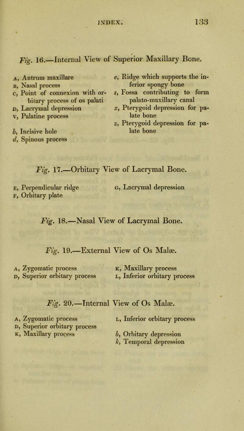 * Superior Maxillary Bone. Fig. 16.—Internal View of a, Antrum maxillare b, Nasal process c, Point of connexion with or- bitary process of os palati d, Lacrymal depression v, Palatine process b, Incisive hole d, Spinous process e, Ridge which supports the in- ferior spongy bone s, Fossa contributing to form palato-maxillary canal x, Pterygoid depression for pa- late bone z, Pterygoid depression for pa- late bone Fig. 17.—Orbitary View of Lacrymal Bone. e, Perpendicular ridge g, Lacrymal depression f, Orbitary plate Fig. 18.—Nasal View of Lacrymal Bone. Fig. 19.—External View of Os Mai as. a, Zygomatic process K, Maxillary process d, Superior orbitary process l, Inferior orbitary process Fig. 20.—Internal View of Os Malae. a, Zygomatic process l, Inferior orbitary process d, Superior orbitary process k, Maxillary process b, Orbitary depression /c, Temporal depression