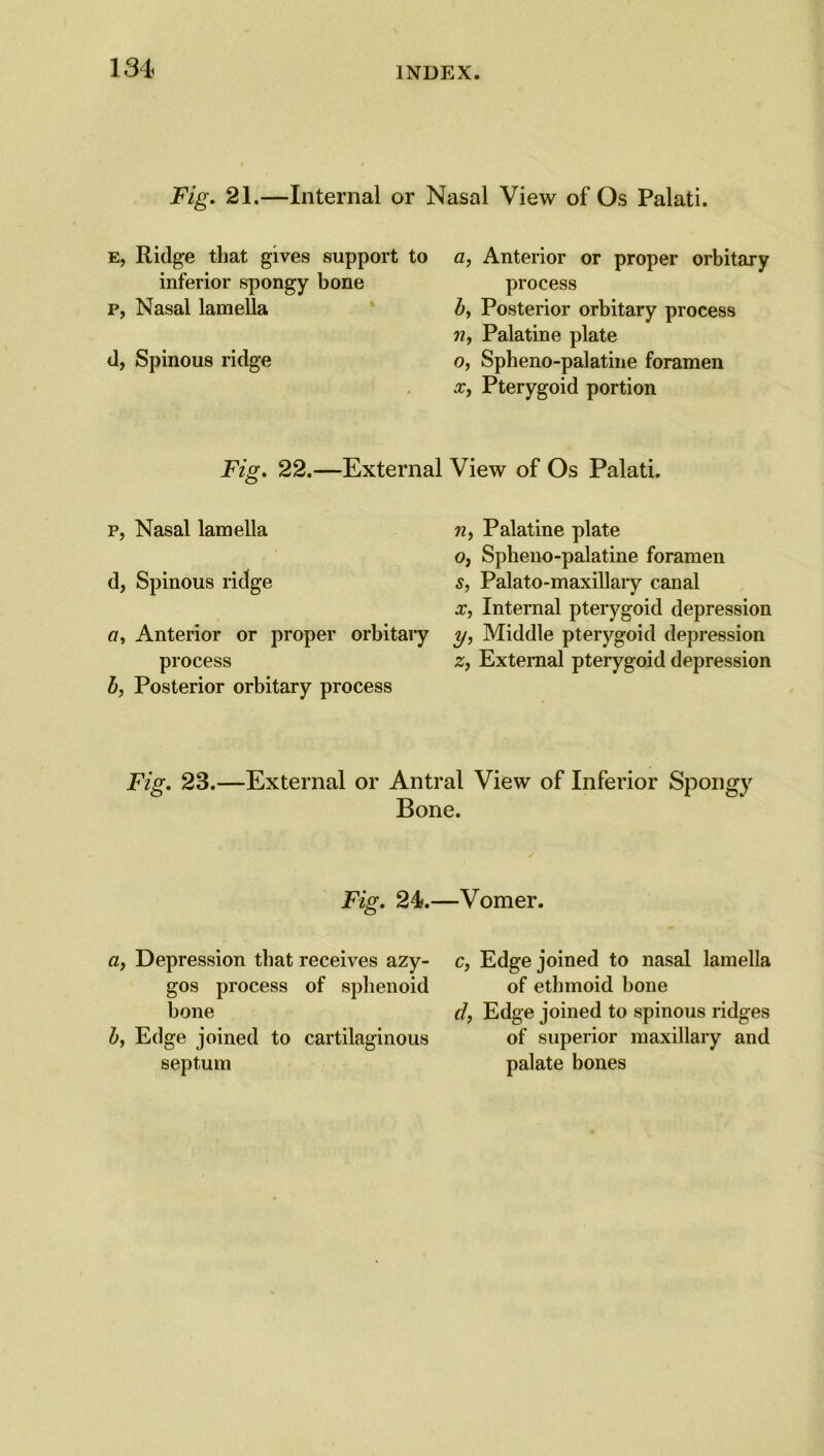 Fig. 21.—Internal or Nasal View of Os Palati. e, Ridge that gives support to inferior spongy bone p, Nasal lamella d, Spinous ridge a, Anterior or proper orbitary process b, Posterior orbitary process n, Palatine plate o, Spheno-palatine foramen x, Pterygoid portion Fig. 22.—External View of Os Palati. p, Nasal lamella d, Spinous ridge a, Anterior or proper orbitary process b, Posterior orbitary process w, Palatine plate o, Spheno-palatine foramen s, Palato-maxillary canal x, Internal pterygoid depression y, Middle pterygoid depression z, External pterygoid depression Fig. 23.—External or Antral View of Inferior Spongy Bone. Fig. 24.—Vomer. a, Depression that receives azy- c, Edge joined to nasal lamella gos process of sphenoid of ethmoid bone bone d, Edge joined to spinous ridges b, Edge joined to cartilaginous of superior maxillary and septum palate bones