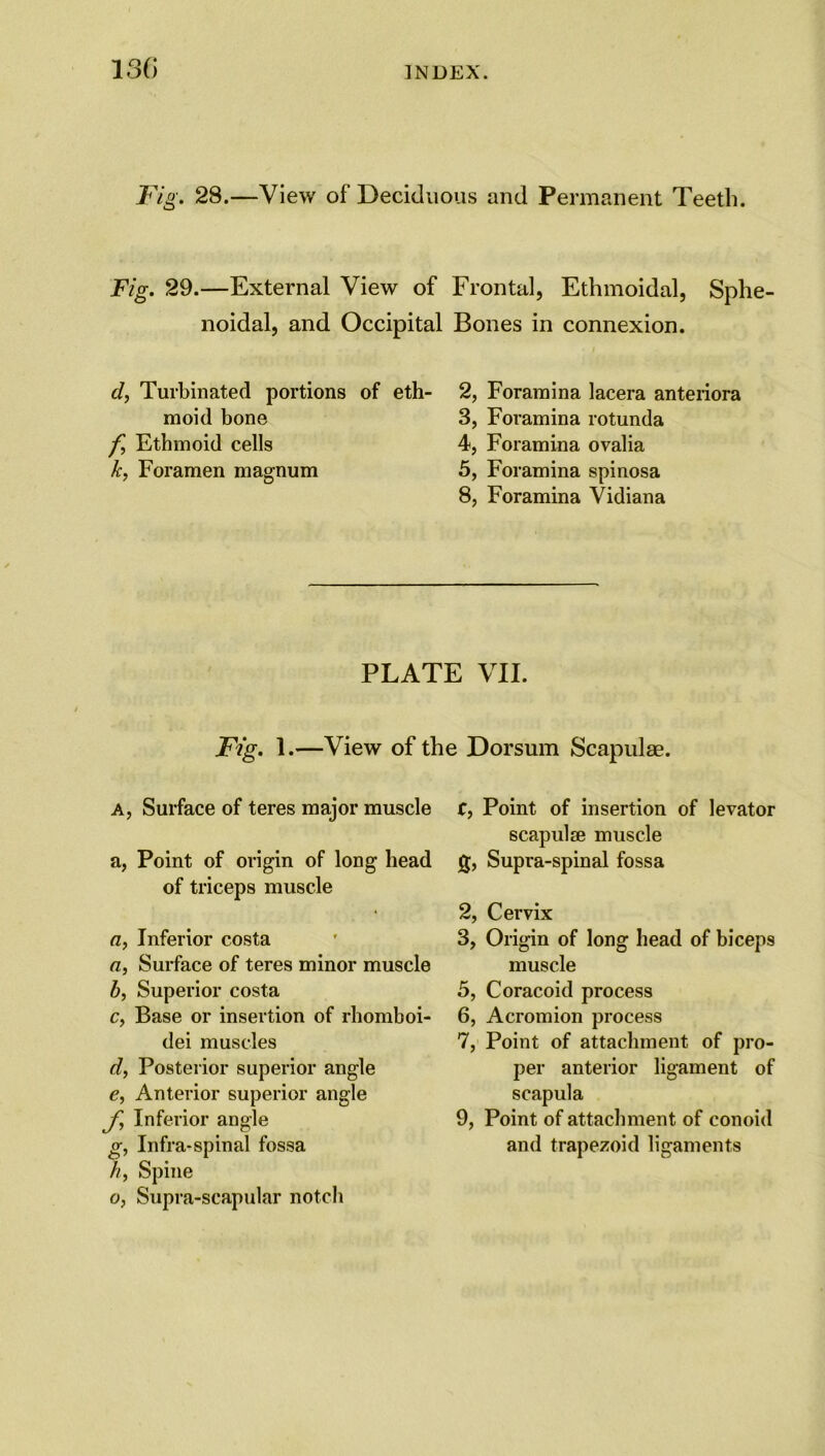 Fig. 28.—View of Deciduous and Permanent Teeth. Fig. 29.—External View of Frontal, Ethmoidal, Sphe noidal, and Occipital Bones in connexion. d, Turbinated portions of eth- moid bone f Ethmoid cells k, Foramen magnum 2, Foramina lacera anteriora 3, Foramina rotunda 4, Foramina ovalia 5, Foramina spinosa 8, Foramina Vidiana PLATE VII. Fig. 1.—View of the Dorsum Scapulae. A, Surface of teres major muscle a, Point of origin of long head of triceps muscle a, Inferior costa a, Surface of teres minor muscle b, Superior costa c, Base or insertion of rhomboi- dei muscles d, Posterior superior angle e, Anterior superior angle f, Inferior angle g, Infra-spinal fossa //, Spine o, Supra-scapular notch f, Point of insertion of levator scapulae muscle g, Supra-spinal fossa 2, Cervix 3, Origin of long head of biceps muscle 5, Coracoid process 6, Acromion process 7, Point of attachment of pro- per anterior ligament of scapula 9, Point of attachment of conoid and trapezoid ligaments