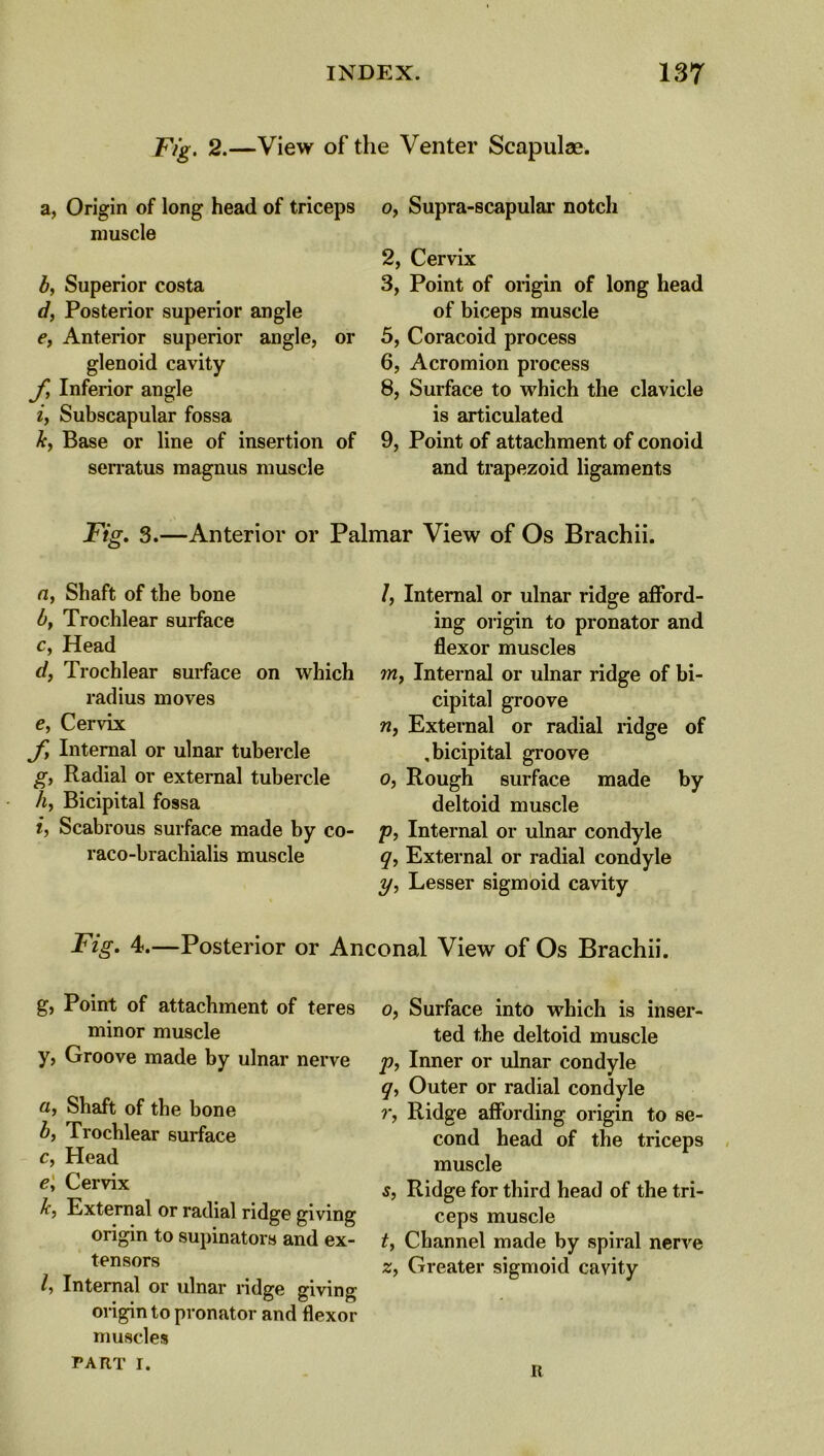 Fig. 2.—View of the Venter Scapulae. a, Origin of long head of triceps muscle b, Superior costa d, Posterior superior angle e, Anterior superior angle, or glenoid cavity fy Inferior angle i, Subscapular fossa k, Base or line of insertion of serratus magnus muscle o, Supra-scapular notch 2, Cervix 3, Point of origin of long head of biceps muscle 5, Coracoid process 6, Acromion process 8, Surface to which the clavicle is articulated 9, Point of attachment of conoid and trapezoid ligaments Fig. 3.—Anterior or Palmar View of Os Brachii. a, Shaft of the bone by Trochlear surface c, Head d, Trochlear surface on which radius moves e, Cervix fy Internal or ulnar tubercle gy Radial or external tubercle hy Bicipital fossa i, Scabrous surface made by co- raco-brachialis muscle I, Internal or ulnar ridge afford- ing origin to pronator and flexor muscles ?n, Internal or ulnar ridge of bi- cipital groove riy External or radial ridge of , bicipital groove o, Rough surface made by deltoid muscle p, Internal or ulnar condyle q, External or radial condyle y, Lesser sigmoid cavity Fig. 4.—Posterior or Anconal View of Os Brachii. g, Point of attachment of teres minor muscle y, Groove made by ulnar nerve a, Shaft of the bone by Trochlear surface c, Head ey Cervix ky External or radial ridge giving origin to supinators and ex- tensors ly Internal or ulnar ridge giving origin to pronator and flexor muscles part I. o, Surface into which is inser- ted the deltoid muscle p, Inner or ulnar condyle qy Outer or radial condyle Ty Ridge affording origin to se- cond head of the triceps muscle s, Ridge for third head of the tri- ceps muscle ty Channel made by spiral nerve Zy Greater sigmoid cavity It