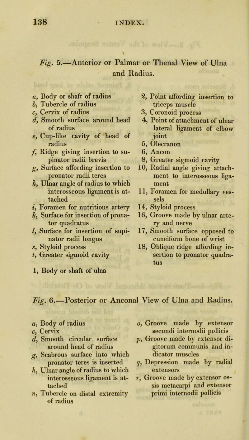 Fig. 5.—Anterior or Palmar or Thenal View of Ulna and Radius. a, Body or shaft of radius b, Tubercle of radius c, Cervix of radius d, Smooth surface around head of radius e, Cup-like cavity of head of radius f Ridge giving insertion to su- pinator radii brevis g, Surface affording insertion to pronator radii teres h, Ulnar angle of radius to which interosseous ligament is at- tached if Foramen for nutritious artery k, Surface for insertion of prona- tor quadratus /, Surface for insertion of supi- nator radii longus s, Styloid process t, Greater sigmoid cavity l, Body or shaft of ulna 2, Point affording insertion to triceps muscle 3, Coronoid process 4, Point of attachment of ulnar lateral ligament of elbow joint 5, Olecranon 6, Ancon 8, Greater sigmoid cavity 10, Radial angle giving attach- ment to interosseous liga- ment 11, Foramen for medullary ves- sels 14, Styloid process 16, Groove made by ulnar arte- ry and nerve 17, Smooth surface opposed to cuneiform bone of wrist 18, Oblique ridge affording in- sertion to pronator quadra- tus Fig. 6.—Posterior or Anconal View of Ulna and Radius. a, Body of radius c, Cervix df Smooth circular surface around head of radius g, Scabrous surface into which pronator teres is inserted h, Ulnar angle of radius to which interosseous ligament is at- tached m, Tubercle on distal extremity of radius Of Groove made by extensor secundi internodii pollicis p, Groove made by extensor di- gitorum communis and in- dicator muscles q, Depression made by radial extensors r, Groove made by extensor os- sis metacarpi and extensor primi internodii pollicis