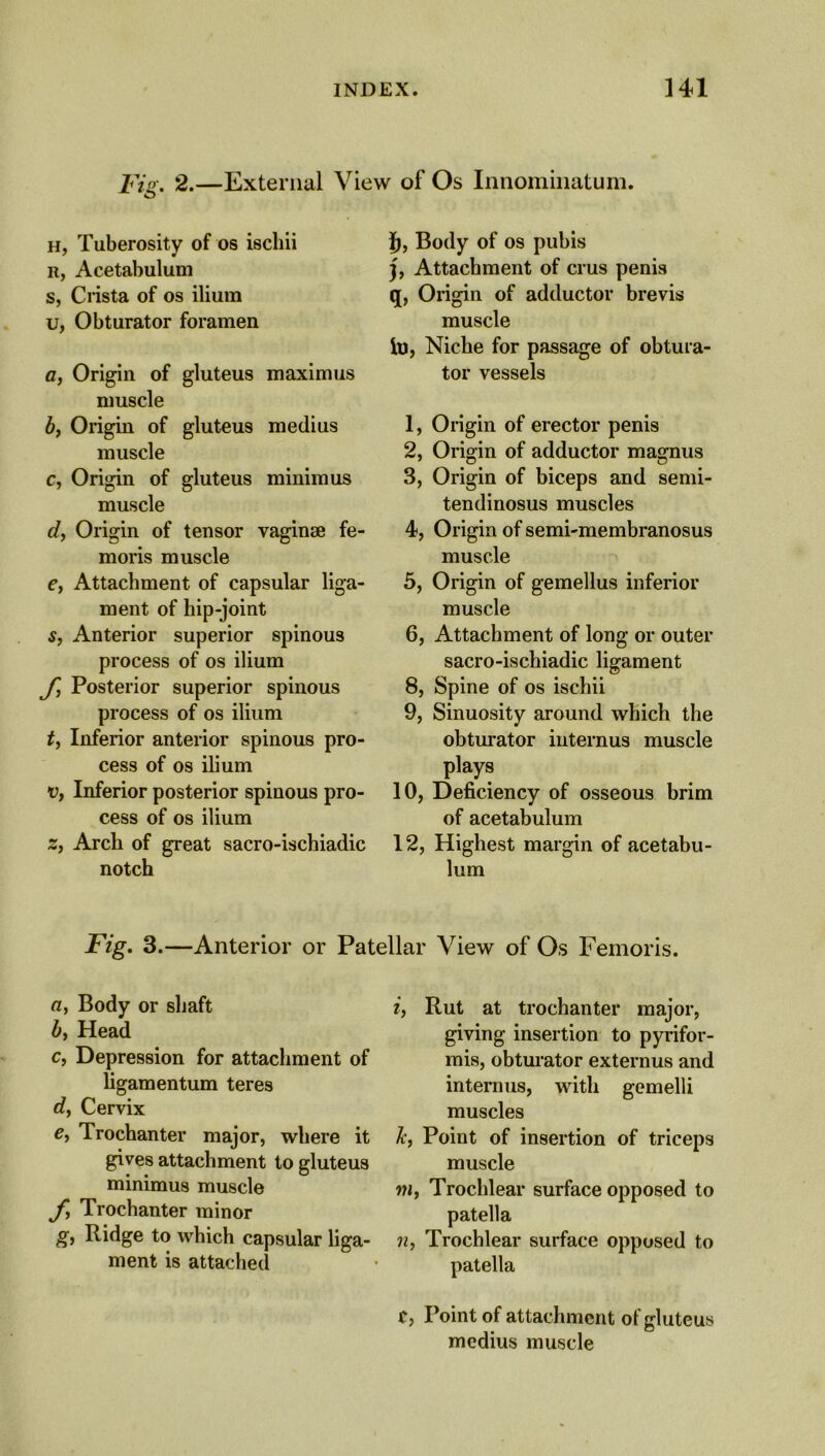 Fig. 2.—External View of Os Innominatum. o h, Tuberosity of os iscliii r, Acetabulum s, Crista of os ilium u, Obturator foramen a, Origin of gluteus maxim us muscle b, Origin of gluteus medius muscle c, Origin of gluteus minimus muscle d, Origin of tensor vaginae fe- moris muscle e, Attachment of capsular liga- ment of hip-joint s, Anterior superior spinous process of os ilium yi Posterior superior spinous process of os ilium t, Inferior anterior spinous pro- cess of os ilium v, Inferior posterior spinous pro- cess of os ilium z, Arcli of great sacro-ischiadic notch f), Body of os pubis 3, Attachment of crus penis q, Origin of adductor brevis muscle in, Niche for passage of obtura- tor vessels 1, Origin of erector penis 2, Origin of adductor magnus 3, Origin of biceps and semi- tendinosus muscles 4, Origin of semi-membranosus muscle 5, Origin of gemellus inferior muscle 6, Attachment of long or outer sacro-ischiadic ligament 8, Spine of os ischii 9, Sinuosity around which the obturator internus muscle plays 10, Deficiency of osseous brim of acetabulum 12, Highest margin of acetabu- lum Fig. 3.—Anterior or Patellar View of Os Femoris. a, Body or shaft b, Head c, Depression for attachment of ligam entum teres d, Cervix e, Trochanter major, where it gives attachment to gluteus minimus muscle Trochanter minor g, Ridge to which capsular liga- ment is attached i, Rut at trochanter major, giving insertion to pyrifor- mis, obturator externus and internus, with gemelli muscles Jc, Point of insertion of triceps muscle m, Trochlear surface opposed to patella n, Trochlear surface opposed to patella C, Point of attachment of gluteus medius muscle