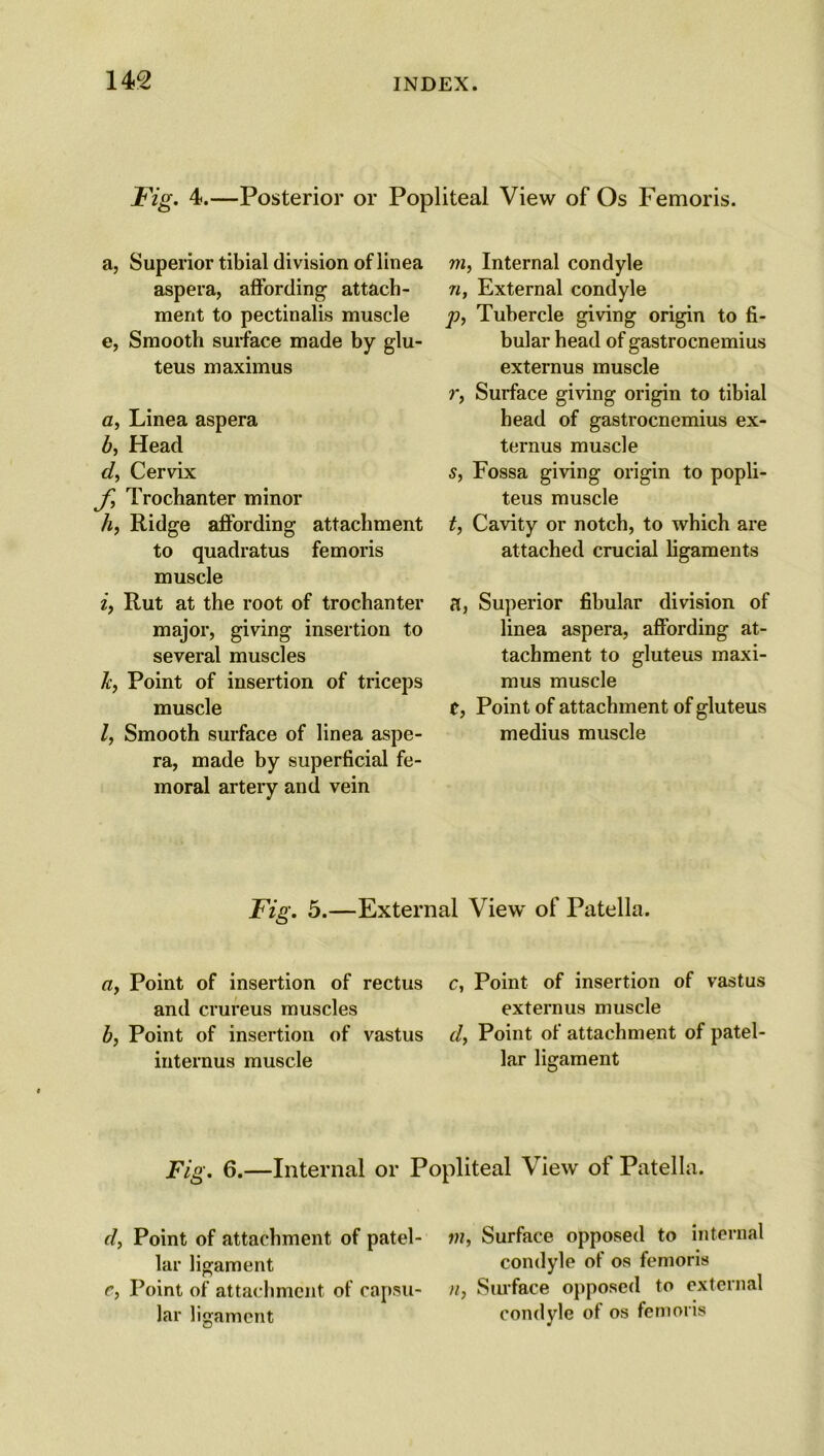 Fig. 4.—Posterior or Popliteal View of Os Femoris. a, Superior tibial division of linea aspera, affording attach- ment to pectinalis muscle e, Smooth surface made by glu- teus maximus a, Linea aspera b, Head d, Cervix f, Trochanter minor h, Ridge affording attachment to quadratus femoris muscle if Rut at the root of trochanter major, giving insertion to several muscles 1c, Point of insertion of triceps muscle l, Smooth surface of linea aspe- ra, made by superficial fe- moral artery and vein m, Internal condyle n, External condyle p, Tubercle giving origin to fi- bular head of gastrocnemius externus muscle r, Surface giving origin to tibial head of gastrocnemius ex- ternus muscle s, Fossa giving origin to popli- teus muscle t, Cavity or notch, to which are attached crucial ligaments a, Superior fibular division of linea aspera, affording at- tachment to gluteus maxi- mus muscle t, Point of attachment of gluteus medius muscle Fig. 5.—External View of Patella. a, Point of insertion of rectus and crureus muscles b, Point of insertion of vastus internus muscle c, Point of insertion of vastus externus muscle d, Point of attachment of patel- lar ligament Fig. 6.—Internal or Popliteal View of Patella. d. Point of attachment of patel- lar ligament c, Point of attachment of capsu- lar ligament in, Surface opposed to internal condyle of os femoris n, Surface opposed to external condyle of os femoris