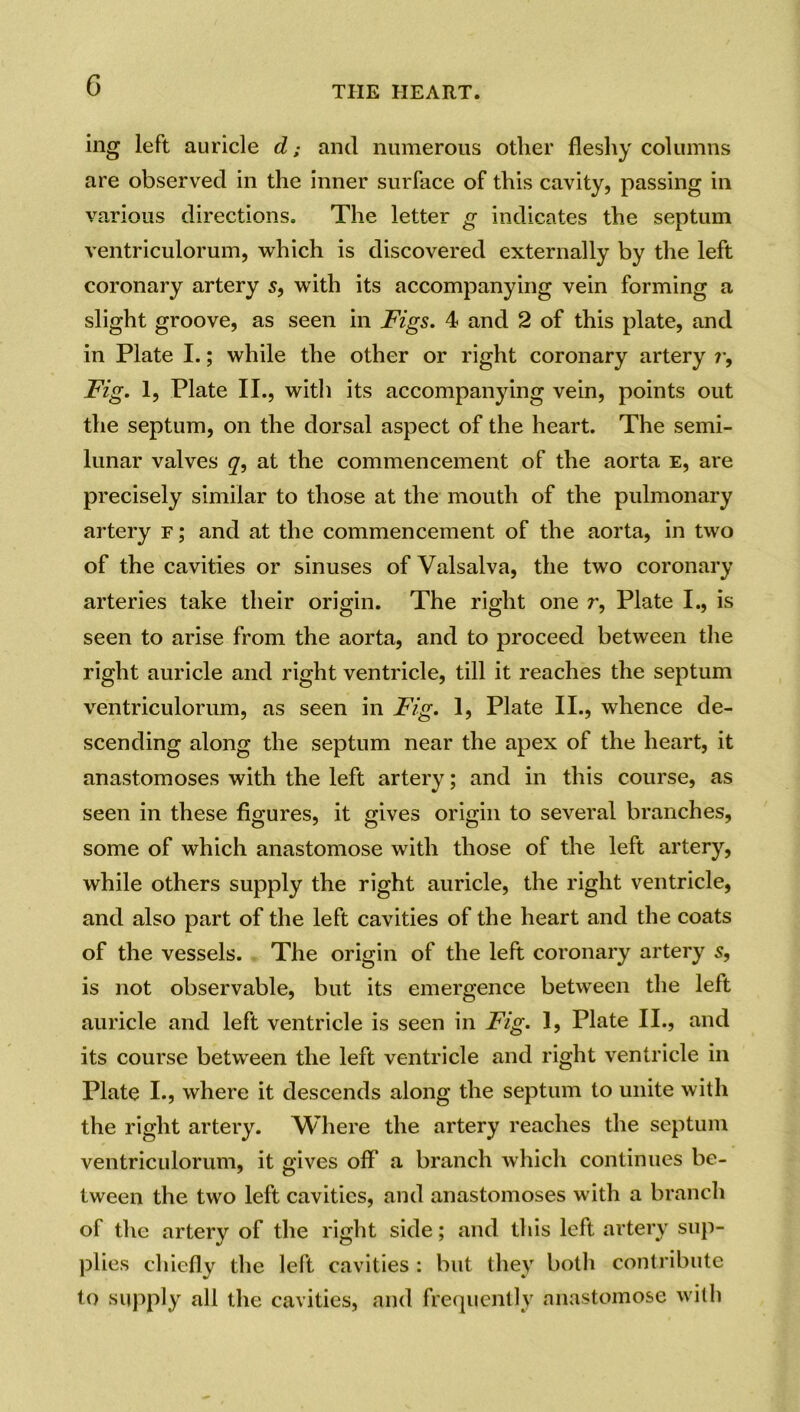 ing left auricle d; and numerous other fleshy columns are observed in the inner surface of this cavity, passing in various directions. The letter g indicates the septum ventriculorum, which is discovered externally by the left coronary artery s, with its accompanying vein forming a slight groove, as seen in Figs. 4 and 2 of this plate, and in Plate I.; while the other or right coronary artery r, Fig. 1, Plate II., with its accompanying vein, points out the septum, on the dorsal aspect of the heart. The semi- lunar valves q, at the commencement of the aorta e, are precisely similar to those at the mouth of the pulmonary artery f ; and at the commencement of the aorta, in two of the cavities or sinuses of Valsalva, the two coronary arteries take their origin. The right one r, Plate I., is seen to arise from the aorta, and to proceed between the right auricle and right ventricle, till it reaches the septum ventriculorum, as seen in Fig. 1, Plate II., whence de- scending along the septum near the apex of the heart, it anastomoses with the left artery; and in this course, as seen in these figures, it gives origin to several branches, some of which anastomose with those of the left artery, while others supply the right auricle, the right ventricle, and also part of the left cavities of the heart and the coats of the vessels. The origin of the left coronary artery s, is not observable, but its emergence between the left auricle and left ventricle is seen in Fig. 1, Plate II., and its course between the left ventricle and right ventricle in Plate I., where it descends along the septum to unite with the right artery. Where the artery reaches the septum ventriculorum, it gives off a branch which continues be- tween the two left cavities, and anastomoses with a branch of the artery of the right side; and this left artery sup- plies chiefly the left cavities : but they botli contribute to supply all the cavities, and frequently anastomose with