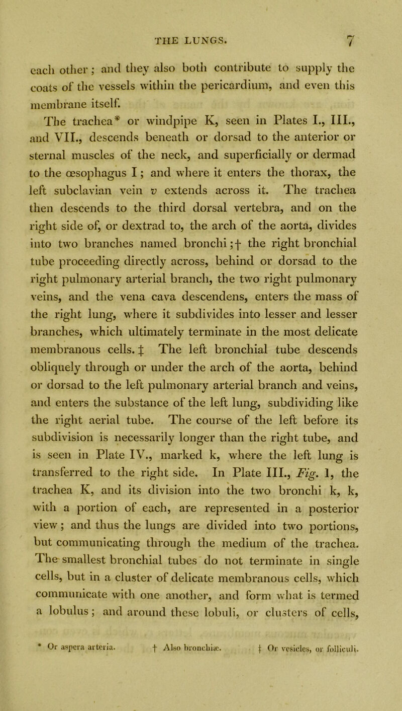 each other; and they also both contribute to supply the coats of the vessels within the pericardium, and even this membrane itself. The trachea* or windpipe K, seen in Plates I., III., and VII., descends beneath or dorsad to the anterior or sternal muscles of the neck, and superficially or dermad to the oesophagus I; and where it enters the thorax, the left subclavian vein v extends across it. The trachea then descends to the third dorsal vertebra, and on the right side of, or dextrad to, the arch of the aorta, divides into two branches named bronchi ;f the right bronchial tube proceeding directly across, behind or dorsad to the right pulmonary arterial branch, the two right pulmonary veins, and the vena cava descendens, enters the mass of the right lung, where it subdivides into lesser and lesser branches, which ultimately terminate in the most delicate membranous cells. | The left bronchial tube descends obliquely through or under the arch of the aorta, behind or dorsad to the left pulmonary arterial branch and veins, and enters the substance of the left lung, subdividing like the right aerial tube. The course of the left before its subdivision is necessarily longer than the right tube, and is seen in Plate IV., marked k, where the left lung is transferred to the right side. In Plate III., Fig. 1, the % trachea K, and its division into the two bronchi k, k, with a portion of each, are represented in a posterior view; and thus the lungs are divided into two portions, but communicating through the medium of the trachea. The smallest bronchial tubes do not terminate in single cells, but in a cluster of delicate membranous cells, which communicate with one another, and form what is termed a lobulus; and around these lobuli, or clusters of cells, * Or aspera arteria. f Also broncliiac. | Or vesicles, or ibljiculi.