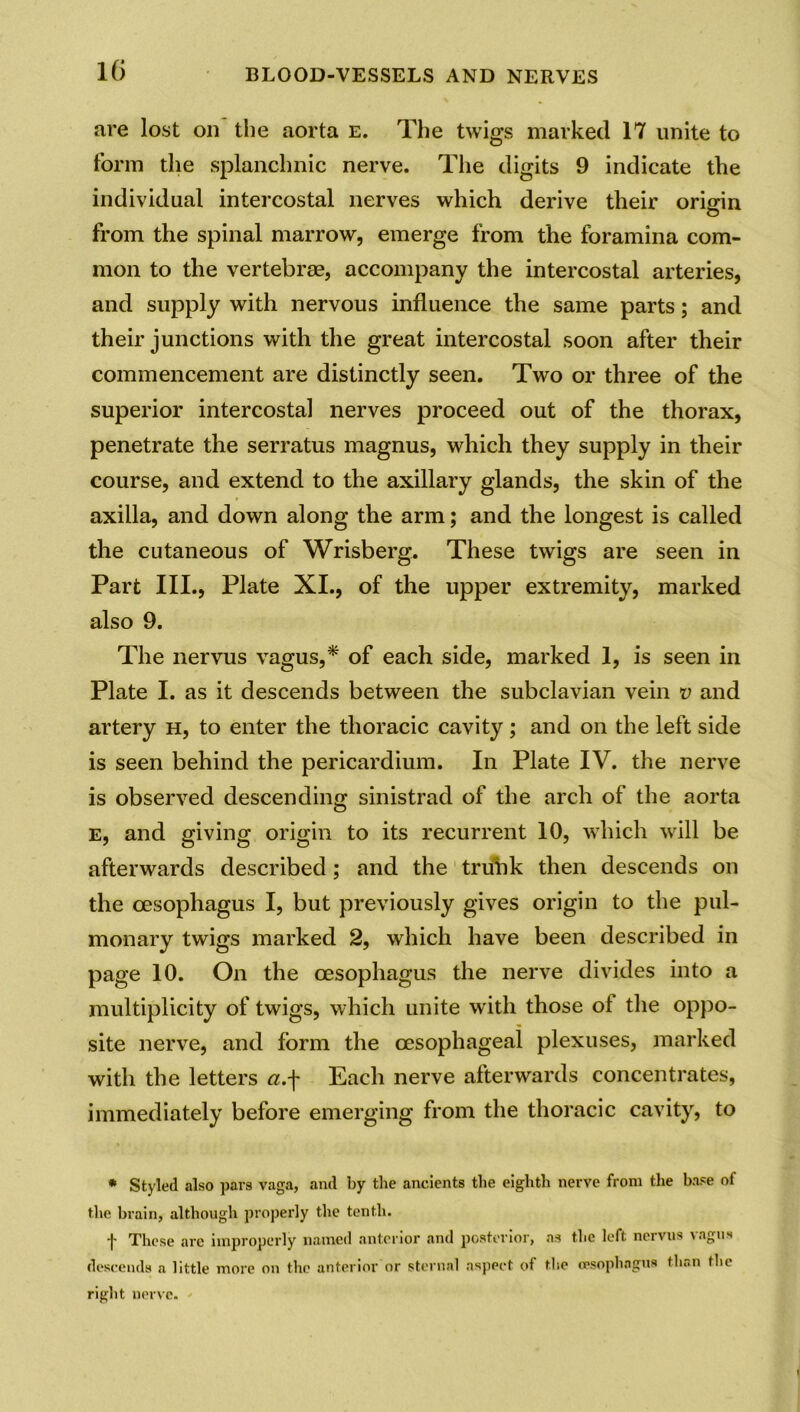 are lost on the aorta e. The twigs marked 17 unite to form the splanchnic nerve. The digits 9 indicate the individual intercostal nerves which derive their origin from the spinal marrow, emerge from the foramina com- mon to the vertebrae, accompany the intercostal arteries, and supply with nervous influence the same parts; and their junctions with the great intercostal soon after their commencement are distinctly seen. Two or three of the superior intercostal nerves proceed out of the thorax, penetrate the serratus magnus, which they supply in their course, and extend to the axillary glands, the skin of the axilla, and down along the arm; and the longest is called the cutaneous of Wrisberg. These twigs are seen in Part III., Plate XI., of the upper extremity, marked also 9. The nervus vagus,* of each side, marked 1, is seen in Plate I. as it descends between the subclavian vein v and artery h, to enter the thoracic cavity ; and on the left side is seen behind the pericardium. In Plate IV. the nerve is observed descending sinistrad of the arch of the aorta E, and giving origin to its recurrent 10, which will be afterwards described ; and the trunk then descends on the oesophagus I, but previously gives origin to the pul- monary twigs marked 2, which have been described in page 10. On the oesophagus the nerve divides into a multiplicity of twigs, which unite with those of the oppo- site nerve, and form the oesophageal plexuses, marked with the letters a.f Each nerve afterwards concentrates, immediately before emerging from the thoracic cavity, to * Styled also pars vaga, and by the ancients the eighth nerve from the base of the brain, although properly the tenth. j- These arc improperly named anterior and posterior, as the left neivus \agu* descends a little more on the anterior or sternal aspect of the oesophagus than the right nerve.