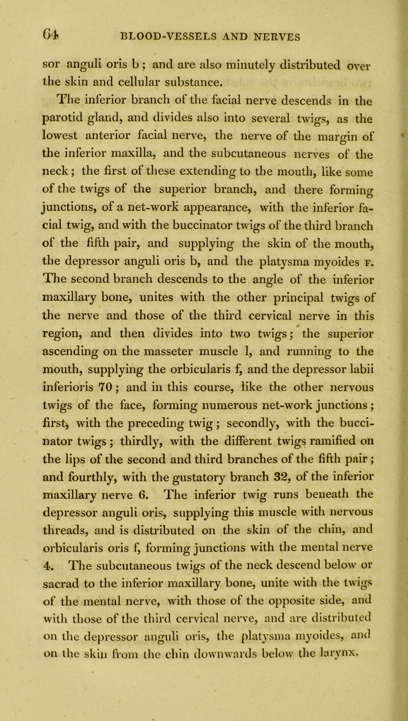 sor anguli oris b; and are also minutely distributed over the skin and cellular substance. The inferior branch of the facial nerve descends in the parotid gland, and divides also into several twigs, as the lowest anterior facial nerve, the nerve of the margin of the inferior maxilla, and the subcutaneous nerves of the neck; the first of these extending to the mouth, like some of the twigs of the superior branch, and there forming junctions, of a net-work appearance, with the inferior fa- cial twig, and with the buccinator twigs of the third branch of the fifth pair, and supplying the skin of the mouth, the depressor anguli oris b, and the platysma myoides f. The second branch descends to the angle of the inferior maxillary bone, unites with the other principal twigs of the nerve and those of the third cervical nerve in this region, and then divides into two twigs; the superior ascending on the masseter muscle 1, and running to the mouth, supplying the orbicularis f, and the depressor labii inferioris 70; and in this course, like the other nervous twigs of the face, forming numerous net-work junctions ; first', with the preceding twig; secondly, with the bucci- nator twigs; thirdly, with the different twigs ramified on the lips of the second and third branches of the fifth pair; and fourthly, with the gustatory branch 32, of the inferior maxillary nerve 6. The inferior twig runs beneath the depressor anguli oris, supplying this muscle with nervous threads, and is distributed on the skin of the chin, and orbicularis oris f, forming junctions with the mental nerve 4. The subcutaneous twigs of the neck descend below or sacrad to the inferior maxillary bone, unite with the twigs of the mental nerve, with those of the opposite side, and with those of the third cervical nerve, and are distributed on the depressor anguli oris, the platysma myoides, and on the skin from the chin downwards below the larynx.