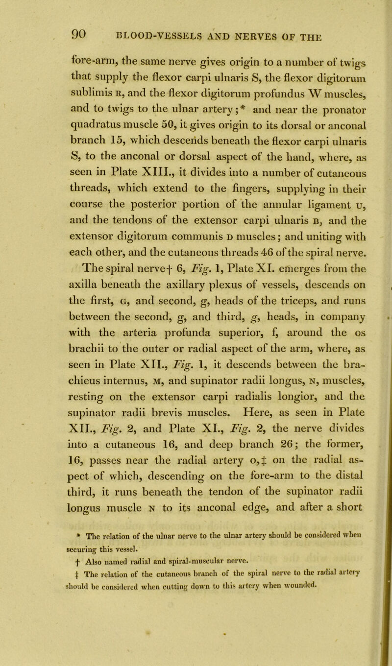 fore-arm, the same nerve gives origin to a number of twigs that supply the flexor carpi ulnaris S, the flexor digitorum sublimis r, and the flexor digitorum profundus W muscles, and to twigs to the ulnar artery; * and near the pronator quadratus muscle 50, it gives origin to its dorsal or anconal branch 15, which descends beneath the flexor carpi ulnaris S, to the anconal or dorsal aspect of the hand, where, as seen in Plate XIII., it divides into a number of cutaneous threads, which extend to the fingers, supplying in their course the posterior portion of the annular ligament u, and the tendons of the extensor carpi ulnaris b, and the extensor digitorum communis d muscles; and uniting with each other, and the cutaneous threads 46 of the spiral nerve. The spiral nervef 6, Fig. 1, Plate XI. emerges from the axilla beneath the axillary plexus of vessels, descends on the first, g, and second, g, heads of the triceps, and runs between the second, g, and third, g, heads, in company with the arteria profunda superior, f, around the os brachii to the outer or radial aspect of the arm, where, as seen in Plate XII., Fig. 1, it descends between the bra- chieus internus, m, and supinator radii longus, n, muscles, resting on the extensor carpi radialis longior, and the supinator radii brevis muscles. Here, as seen in Plate XII., Fig. 2, and Plate XI., Fig. 2, the nerve divides into a cutaneous 16, and deep branch 26; the former, 16, passes near the radial artery o,f on the radial as- pect of which, descending on the fore-arm to the distal third, it runs beneath the tendon of the supinator radii longus muscle n to its anconal edge, and after a short * The relation of the ulnar nerve to the ulnar artery should be considered when securing this vessel. f Also named radial and spiral-muscular nerve. \ The relation of the cutaneous branch of the spiral nerve to the radial artery should be considered when cutting down to this artery when wounded.