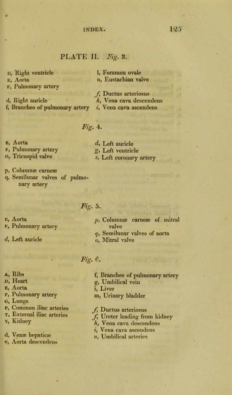 PLATE d, flight ventricle e, Aorta f, Pulmonary artery d, Right auricle f, Branches of pulmonary artery Fig e, Aorta f, Pulmonary artery o, Tricuspid valve p, Column® carnese q, Semilunar valves of pulmo- nary artery Fig. e, Aorta f, Pulmonary altery d, Left auricle Fig. A, Ribs ,d, Heart e, Aorta f, Pulmonary artery G, Lungs p, Common iliac arteries t, External iliac arteries Y, Kidney d, Venae hepatic® e, Aorta desccndens II. Fig. 3. 1, Foramen ovale n, Eustachian valve J\ Ductus arteriosus h, Vena cava descendens if Vena cava ascendens 4. d, Left auricle gy Left ventricle s, Left coronary artery 5. p, Column® carne® of mitral valve q, Semilunar valves of aorta 0, Mitral valve 6. f, Branches of pulmonary artery g, Umbilical vein 1, Liver m, Urinary bladder f, Ductus arteriosus J\ Ureter leading from kidney h, Vena cava descendens iy Vena cava ascendens n, Umbilical arteries