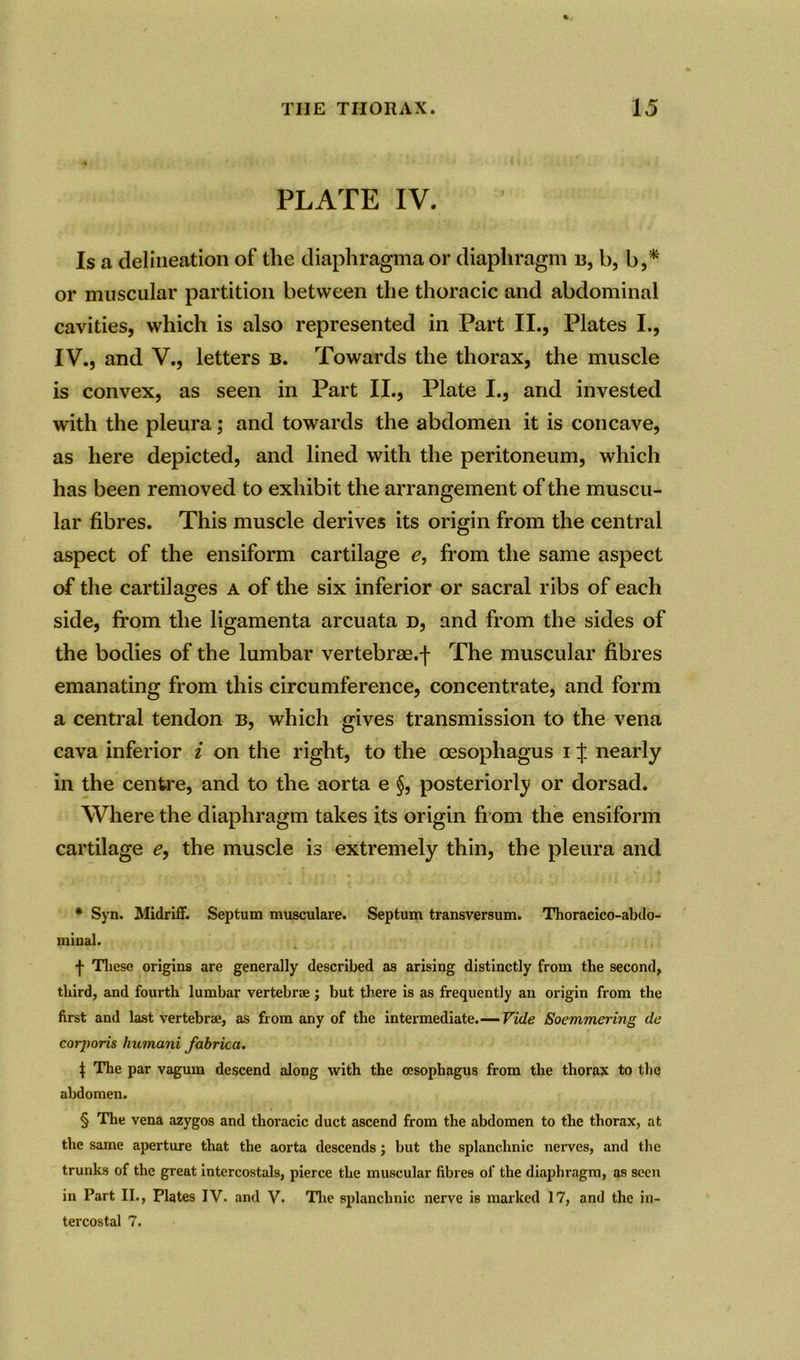 PLATE IV. Is a delineation of the diaphragma or diaphragm b, b, b,* * * § or muscular partition between the thoracic and abdominal cavities, which is also represented in Part II., Plates I., IV., and V., letters b. Towards the thorax, the muscle is convex, as seen in Part II., Plate I., and invested with the pleura; and towards the abdomen it is concave, as here depicted, and lined with the peritoneum, which has been removed to exhibit the arrangement of the muscu- lar fibres. This muscle derives its origin from the central aspect of the ensiform cartilage e, from the same aspect of the cartilages a of the six inferior or sacral ribs of each side, from the ligamenta arcuata d, and from the sides of the bodies of the lumbar vertebrae.-f- The muscular fibres emanating from this circumference, concentrate, and form a central tendon b, which gives transmission to the vena cava inferior i on the right, to the oesophagus i % nearly in the centre, and to the aorta e §, posteriorly or dorsad. Where the diaphragm takes its origin from the ensiform cartilage e, the muscle is extremely thin, the pleura and * Syn. Midriff. Septum musculare. Septum transversum. Thoracico-abdo- miual. f These origins are generally described as arising distinctly from the second, third, and fourth lumbar vertebrae ; but there is as frequently an origin from the first and last vertebrae, as from any of the intermediate.— Vide Soemmering de corporis humani fabrica. t The par vagum descend along with the oesophagus from the thorax to the abdomen. § The vena azygos and thoracic duct ascend from the abdomen to the thorax, at the same aperture that the aorta descends; but the splanchnic nerves, and the trunks of the great intercostals, pierce the muscular fibres of the diaphragm, as seen in Part II., Plates IV. and V. The splanchnic nerve is marked 17, and the in- tercostal 7.