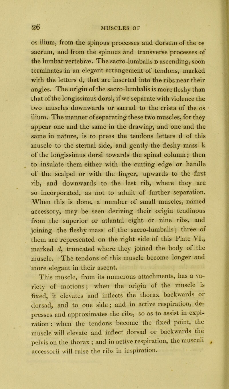 os ilium, from the spinous processes and dorsum of the os sacrum, and from the spinous and transverse processes of the lumbar vertebrae. The sacro-lumbalis d ascending, soon terminates in an elegant arrangement of tendons, marked with the letters d, that are inserted into the ribs near their angles. The origin of the sacro-lumbalis is more fleshy than that of the longissimus dorsi, if we separate with violence the two muscles downwards or sacrad to the crista of the os ilium. The manner of separating these two muscles, for they appear one and the same in the drawing, and one and the same in nature, is to press the tendons letters d of this muscle to the sternal side, and gently the fleshy mass k of the longissimus dorsi towards the spinal column; then to insulate them either with the cutting edge or handle of the scalpel or with the finger, upwards to the first rib, and downwards to the last rib, where they are so incorporated, as not to admit of further separation. When this is done, a number of small muscles, named accessory, may be seen deriving their origin tendinous from the superior or atlantal eight or nine ribs, and joining the fleshy mass' of the sacro-lumbalis; three of them are represented on the right side of this Plate VI., marked d9 truncated where they joined the body of the muscle. The tendons of this muscle become longer and more elegant in their ascent. This muscle, from its numerous attachments, lias a va- riety of motions; when the origin of the muscle is fixed, it elevates and inflects the thorax backwards or dorsad, and to one side; and in active respiration, de- presses and approximates the ribs, so as to assist in expi- ration : when the tendons become the fixed point, the muscle will elevate and inflect dorsad or backwaids the pelvis on the thorax; and in active respiration, the musculi t accessorii will raise the ribs in inspiration.