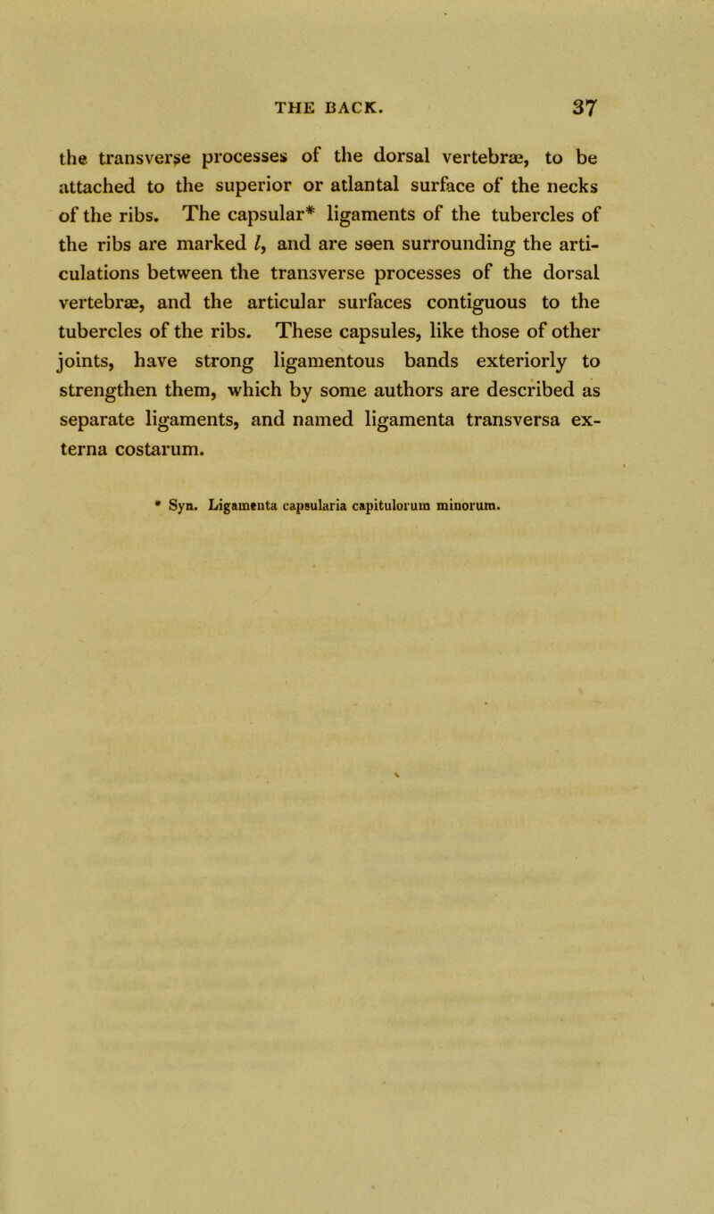 the transverse processes of the dorsal vertebra?, to be attached to the superior or atlantal surface of the necks of the ribs. The capsular* ligaments of the tubercles of the ribs are marked l, and are seen surrounding the arti- culations between the transverse processes of the dorsal vertebras, and the articular surfaces contiguous to the tubercles of the ribs. These capsules, like those of other joints, have strong ligamentous bands exteriorly to strengthen them, which by some authors are described as separate ligaments, and named ligamenta transversa ex- terna costarum.