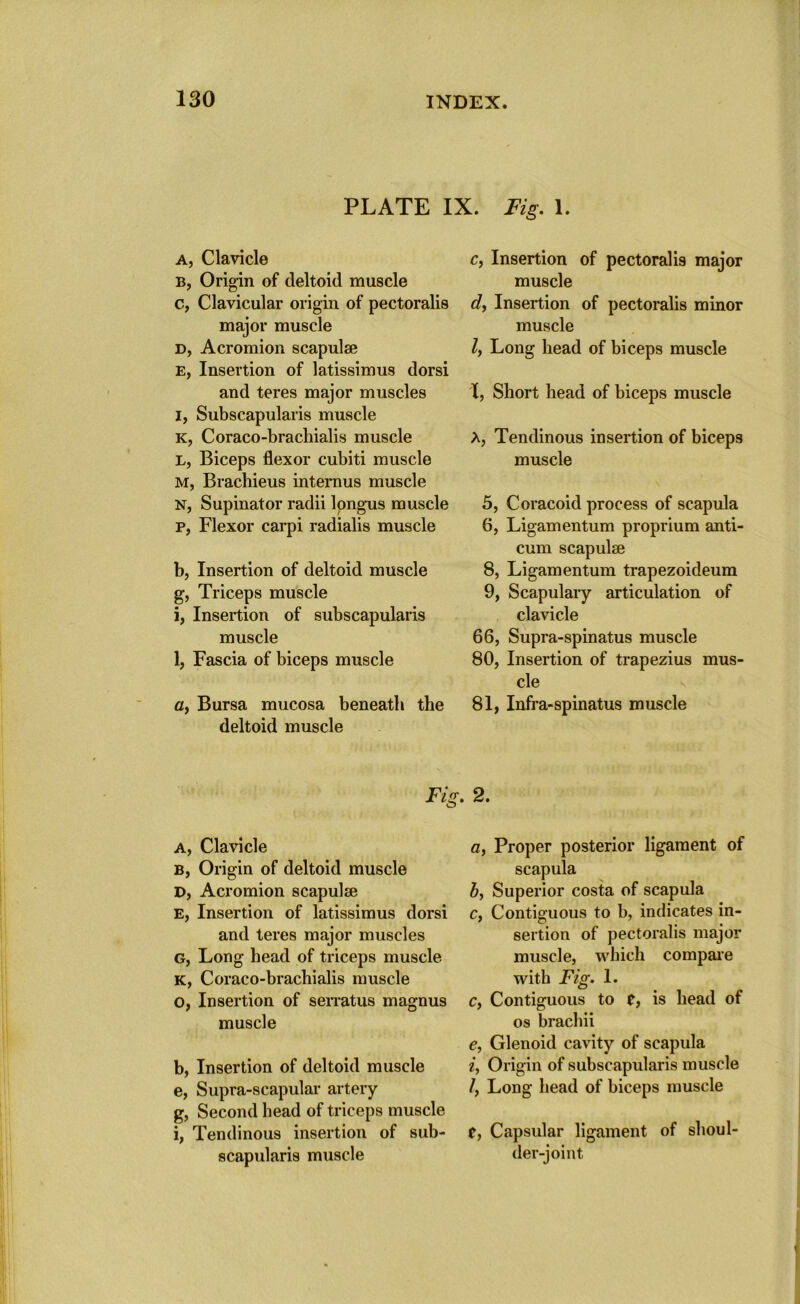 PLATE IX. Fig. 1. a, Clavicle B, Origin of deltoid muscle c, Clavicular origin of pectoralis major muscle d, Acromion scapulae e, Insertion of latissimus dorsi and teres major muscles I, Subscapularis muscle K, Coraco-brachialis muscle L, Biceps flexor cubiti muscle M, Brachieus internus muscle N, Supinator radii longus muscle p, Flexor carpi radialis muscle b, Insertion of deltoid muscle g, Triceps muscle i, Insertion of subscapularis muscle 1, Fascia of biceps muscle c, Bursa mucosa beneath the deltoid muscle c, Insertion of pectoralis major muscle d, Insertion of pectoralis minor muscle l, Long head of biceps muscle l, Short head of biceps muscle X, Tendinous insertion of biceps muscle 5, Coracoid process of scapula 6, Ligamentum proprium anti- cum scapulae 8, Ligamentum trapezoideum 9, Scapulary articulation of clavicle 66, Supra-spinatus muscle 80, Insertion of trapezius mus- cle 81, Infra-spinatus muscle Fig. 2. a, Clavicle b, Origin of deltoid muscle D, Acromion scapulae E, Insertion of latissimus dorsi and teres major muscles G, Long head of triceps muscle K, Coraco-brachialis muscle 0, Insertion of serratus magnus muscle b, Insertion of deltoid muscle e, Supra-scapular artery g, Second head of triceps muscle 1, Tendinous insertion of sub- scapularis muscle a, Proper posterior ligament of scapula b, Superior costa of scapula c, Contiguous to b, indicates in- sertion of pectoralis major muscle, which compare with Fig. 1. c, Contiguous to t, is head of os brachii e, Glenoid cavity of scapula i, Origin of subscapularis muscle /, Long head of biceps muscle t, Capsular ligament of shoul- der-joint