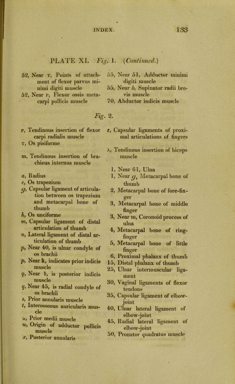 PLATE XI. Fig. 1. (Continued.) 52, Near t, Points of attach- ment of flexor parvus mi- nimi digiti muscle 52, Near p, Flexor ossis meta- carpi pollicis muscle Fig. p, Tendinous insertion of flexor carpi radialis muscle t, Os pisiforme m, Tendinous insertion of bra- chieus interims muscle a, Radius e, Os trapezium g, Capsular ligament of articula- tion between os trapezium and metacarpal bone of thumb h, Os unciforme in, Capsular ligament of distal articulation of thumb n, Lateral ligament of distal ar- ticulation of thumb p, Near 40, is ulnar condyle of os brachii p, Near &, indicates prior indicis muscle q, Near 5, is posterior indicis muscle q. Near 45, is radial condyle of os brachii s, Prior annularis muscle t, Interosseous auricularis mus- cle u, Prior medii muscle iv, Origin of adductor pollicis muscle x, Posterior annularis 55, Near 51, Adductor minimi digiti muscle 55, Near b, Supinator radii bre- vis muscle 70, Abductor indicis muscle t 2. t, Capsular ligaments of proxi- mal articulations of fingers A, Tendinous insertion of biceps muscle 1, Near 61, Ulna 1, Near Metacarpal bone of thumb 2, Metacarpal bone of fore-fin - ger 3, Metacarpal bone of middle finger 3, Near m, Coronoid process of ulna 4, Metacarpal bone of ring- finger 5, Metacarpal bone of little finger 6, Proximal phalanx of thumb 15, Distal phalanx of thumb 25, Ulnar intermuscular liga- ment 30, Vaginal ligaments of flexor tendons 35, Capsular ligament of elbow- joint 40, Ulnar lateral ligament of elbow-joint 45, Radial lateral ligament of elbow-joint 50, Pronator quadratus muscle