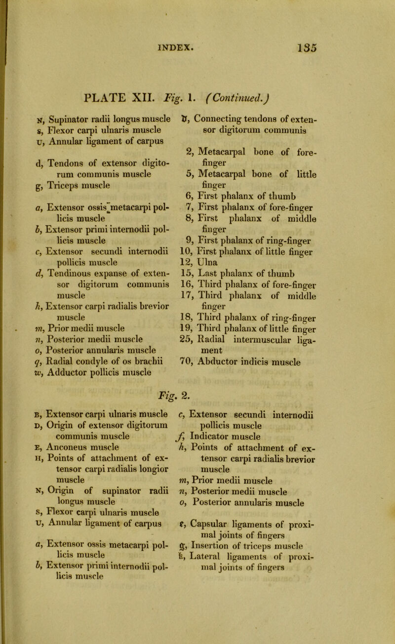 PLATE XII. Fig. 1. (Continued.) N, Supinator radii longus muscle s, Flexor carpi ulnaris muscle u, Annular ligament of carpus d, Tendons of extensor digito- rum communis muscle g, Triceps muscle a, Extensor ossisjnetacarpi pol- licis muscle b, Extensor primi internodii pol- licis muscle c, Extensor secundi internodii pollicis muscle d, Tendinous expanse of exten- sor digitorum communis muscle h, Extensor carpi radialis brevior muscle m, Prior medii muscle n, Posterior medii muscle o, Posterior annularis muscle q, Radial condyle of os braebii iv, Adductor pollicis muscle lr, Connecting tendons of exten- sor digitorum communis 2, Metacarpal bone of fore- finger 5, Metacarpal bone of little finger 6, First phalanx of thumb 7, First phalanx of fore-finger 8, First phalanx of middle finger 9, First phalanx of ring-finger 10, First phalanx of little finger 12, Ulna 15, Last phalanx of thumb 16, Third phalanx of fore-finger 17, Third phalanx of middle finger 18, Third phalanx of ring-finger 19, Third phalanx of little finger 25, Radial intermuscular liga- ment 70, Abductor indicis muscle Fie. 2. b, Extensor carpi ulnaris muscle d, Origin of extensor digitorum communis muscle E, Anconeus muscle H, Points of attachment of ex- tensor carpi radialis longior muscle n, Origin of supinator radii longus muscle s, Flexor carpi ulnaris muscle u, Annular ligament of carpus a, Extensor ossis metacarpi pol- licis muscle b, Extensor primi internodii pol- licis muscle c, Extensor 6ecundi internodii pollicis muscle f, Indicator muscle h, Points of attachment of ex- tensor carpi radialis brevior muscle m, Prior medii muscle n, Posterior medii muscle o, Posterior annularis muscle t, Capsular ligaments of proxi- mal joints of fingers g, Insertion of triceps muscle ft, Lateral ligaments of proxi- mal joints of fingers