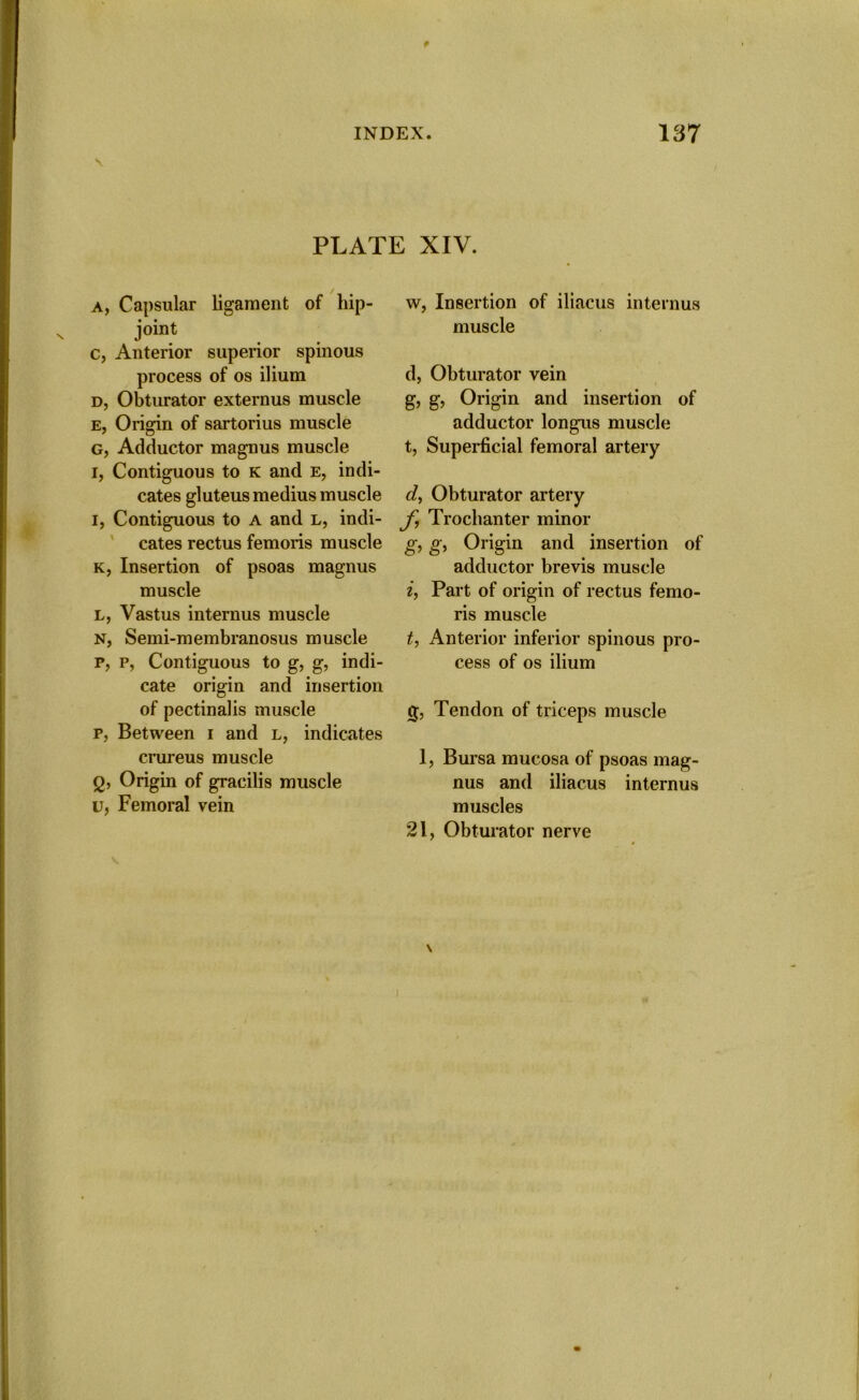 o* a \ PLATE XIV. a, Capsular ligament of hip- joint c, Anterior superior spinous process of os ilium d, Obturator externus muscle e, Origin of sartorius muscle G, Adductor magnus muscle cates gluteus medius muscle i, Contiguous to a and l, indi- cates rectus femoris muscle k, Insertion of psoas magnus muscle L, Vastus internus muscle N, Semi-membranosus muscle p, p, Contiguous to g, g, indi- cate origin and insertion of pectinalis muscle p, Between i and l, indicates crureus muscle , Origin of gracilis muscle , Femoral vein w, Insertion of iliacus internus muscle d, Obturator vein g, g, Origin and insertion of adductor longus muscle t, Superficial femoral artery d, Obturator artery f Trochanter minor g, g, Origin and insertion of adductor brevis muscle i, Part of origin of rectus femo- ris muscle t, Anterior inferior spinous pro- cess of os ilium g, Tendon of triceps muscle 1, Bursa mucosa of psoas mag- nus and iliacus internus muscles 21, Obturator nerve