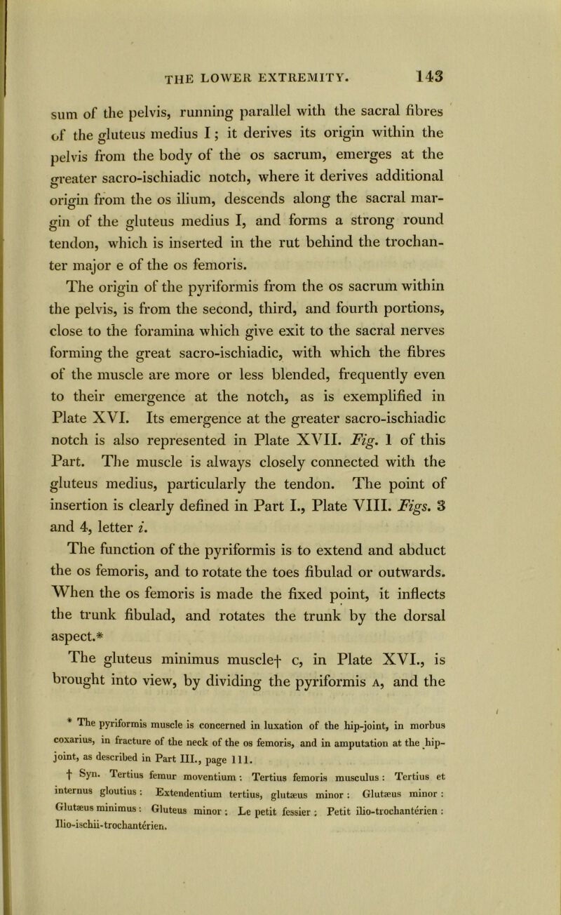 sum of the pelvis, running parallel with the sacral fibres of the gluteus medius I; it derives its origin within the pelvis from the body of the os sacrum, emerges at the greater sacro-ischiadic notch, where it derives additional origin from the os ilium, descends along the sacral mar- gin of the gluteus medius I, and forms a strong round tendon, which is inserted in the rut behind the trochan- ter major e of the os femoris. The origin of the pyriformis from the os sacrum within the pelvis, is from the second, third, and fourth portions, close to the foramina which give exit to the sacral nerves forming the great sacro-ischiadic, with which the fibres of the muscle are more or less blended, frequently even to their emergence at the notch, as is exemplified in Plate XVI. Its emergence at the greater sacro-ischiadic notch is also represented in Plate XVII. Fig. 1 of this Part. The muscle is always closely connected with the gluteus medius, particularly the tendon. The point of insertion is clearly defined in Part I., Plate VIII. Figs. 3 and 4, letter i. The function of the pyriformis is to extend and abduct the os femoris, and to rotate the toes fibulad or outwards. When the os femoris is made the fixed point, it inflects the trunk fibulad, and rotates the trunk by the dorsal aspect.* The gluteus minimus musclef c, in Plate XVI., is brought into view, by dividing the pyriformis a, and the * The pyriformis muscle is concerned in luxation of the hip-joint, in morbus coxarius, in fracture of the neck of the os femoris, and in amputation at the ^hip- joint, as described in Part III., page 111. t Syn. Tertius femur moventium: Tertius femoris musculus: Tertius et internus gloutius: Extendentium tertius, glutaeus minor : Glutaeus minor : Glutaeus minimus: Gluteus minor ; Le petit fessier ; Petit ilio-trochanterien : Ilio-ischii- trochanterien.