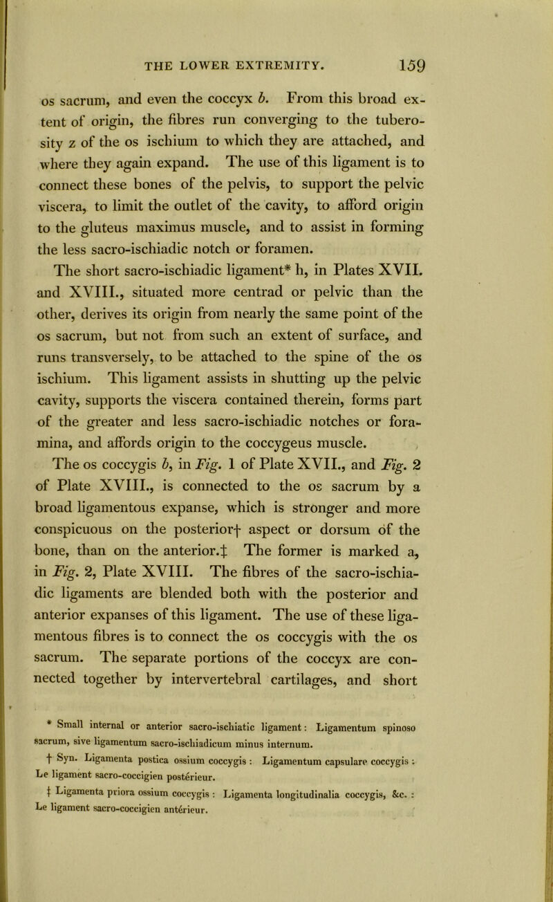 os sacrum, and even the coccyx b. From this broad ex- tent of origin, the fibres run converging to the tubero- sity z of the os ischium to which they are attached, and where they again expand. The use of this ligament is to connect these bones of the pelvis, to support the pelvic viscera, to limit the outlet of the cavity, to afford origin to the gluteus maximus muscle, and to assist in forming the less sacro-ischiadic notch or foramen. The short sacro-ischiadic ligament* h, in Plates XVII. and XVIII., situated more centrad or pelvic than the other, derives its origin from nearly the same point of the os sacrum, but not from such an extent of surface, and runs transversely, to be attached to the spine of the os ischium. This ligament assists in shutting up the pelvic cavity, supports the viscera contained therein, forms part of the greater and less sacro-ischiadic notches or fora- mina, and affords origin to the coccygeus muscle. The os coccygis b, in Fig. 1 of Plate XVII., and Fig. 2 of Plate XVIII., is connected to the os sacrum by a broad ligamentous expanse, which is stronger and more conspicuous on the posteriorf aspect or dorsum of the bone, than on the anterior.^ The former is marked a, in Fig. 2, Plate XVIII. The fibres of the sacro-ischia- dic ligaments are blended both with the posterior and anterior expanses of this ligament. The use of these liga- mentous fibres is to connect the os coccygis with the os sacrum. The separate portions of the coccyx are con- nected together by intervertebral cartilages, and short Small internal or anterior sacro-ischiatic ligament: Ligamentum spinoso sacrum, sive ligamentum sacro-iscliiadicum minus internum. t Syn. Ligamenta postica ossium coccygis : Ligamentum capsular? coccygis : Le ligament sacro-coccigien posterieur. t Ligamenta priora ossium coccygis : Ligamenta longitudinalia coccygis, &c. : Le ligament sacro-coccigien ant^rieur.