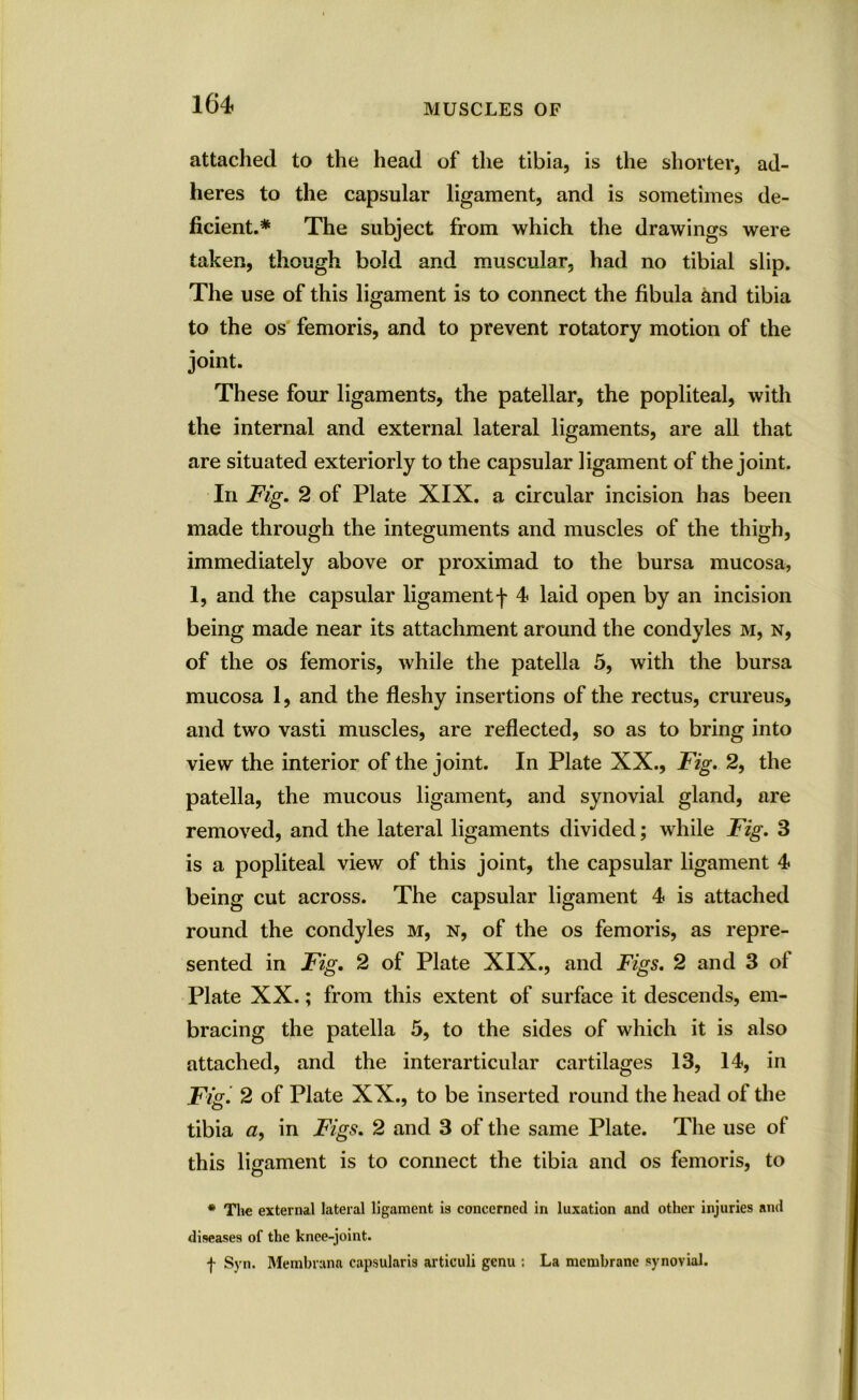 attached to the head of the tibia, is the shorter, ad- heres to the capsular ligament, and is sometimes de- ficient.* The subject from which the drawings were taken, though bold and muscular, had no tibial slip. The use of this ligament is to connect the fibula and tibia to the os femoris, and to prevent rotatory motion of the joint. These four ligaments, the patellar, the popliteal, with the internal and external lateral ligaments, are all that are situated exteriorly to the capsular ligament of the joint. In Fig. 2 of Plate XIX. a circular incision has been made through the integuments and muscles of the thigh, immediately above or proximad to the bursa mucosa, 1, and the capsular ligament f 4 laid open by an incision being made near its attachment around the condyles m, n, of the os femoris, while the patella 5, with the bursa mucosa 1, and the fleshy insertions of the rectus, crureus, and two vasti muscles, are reflected, so as to bring into view the interior of the joint. In Plate XX., Fig. 2, the patella, the mucous ligament, and synovial gland, are removed, and the lateral ligaments divided; while Fig. 3 is a popliteal view of this joint, the capsular ligament 4 being cut across. The capsular ligament 4 is attached round the condyles m, n, of the os femoris, as repre- sented in Fig. 2 of Plate XIX., and Figs. 2 and 3 of Plate XX.; from this extent of surface it descends, em- bracing the patella 5, to the sides of which it is also attached, and the interarticular cartilages 13, 14, in Figi 2 of Plate XX., to be inserted round the head of the tibia a, in Figs. 2 and 3 of the same Plate. The use of this ligament is to connect the tibia and os femoris, to * The external lateral ligament is concerned in luxation and other injuries and diseases of the knee-joint. f Syn. Membrana capsularis articuli genu : La membrane synovial.