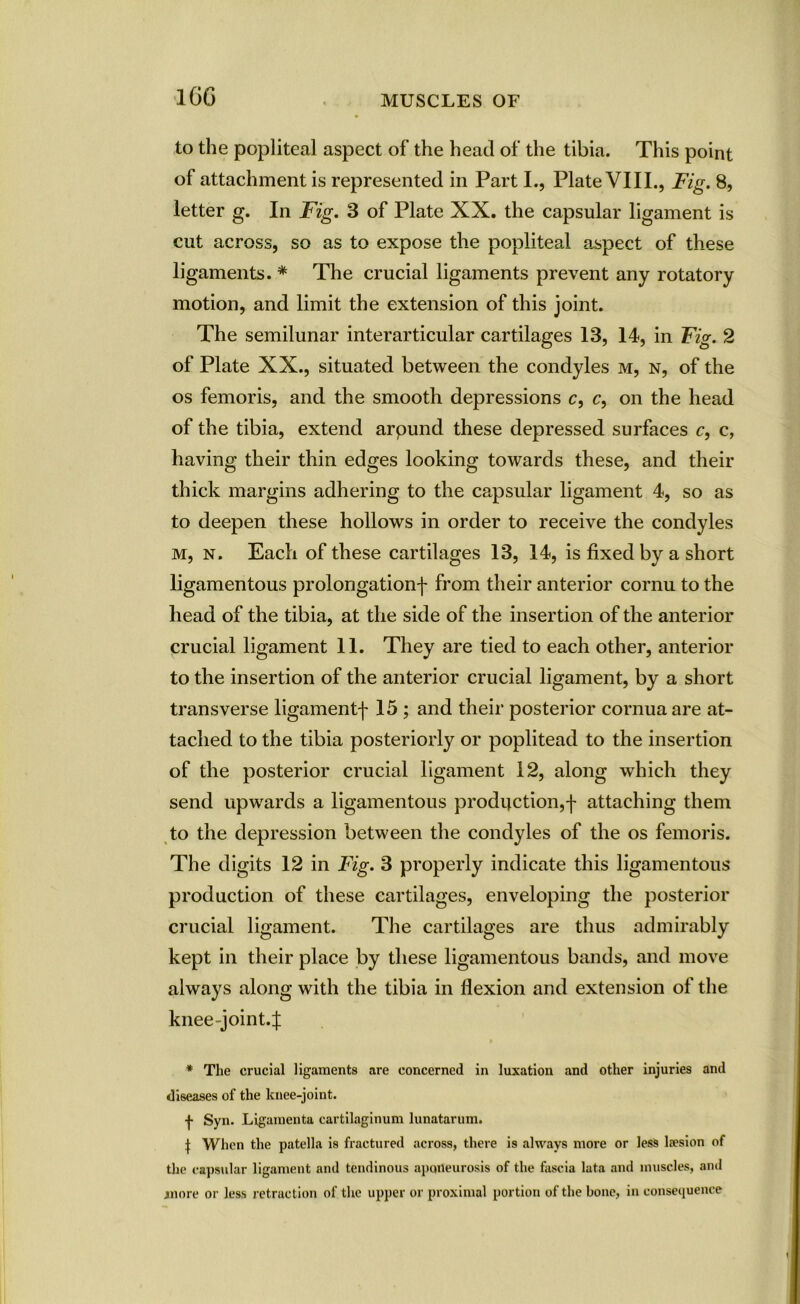 1GG to the popliteal aspect of the head of the tibia. This point of attachment is represented in Part I., Plate VIII., Fig. 8, letter g. In Fig. 3 of Plate XX. the capsular ligament is cut across, so as to expose the popliteal aspect of these ligaments. * The crucial ligaments prevent any rotatory motion, and limit the extension of this joint. The semilunar interarticular cartilages 13, 14, in Fig. 2 of Plate XX., situated between the condyles m, n, of the os femoris, and the smooth depressions c, c, on the head of the tibia, extend arpund these depressed surfaces c, c, having their thin edges looking towards these, and their thick margins adhering to the capsular ligament 4, so as to deepen these hollows in order to receive the condyles m, n. Each of these cartilages 13, 14, is fixed by a short ligamentous prolongation! from their anterior cornu to the head of the tibia, at the side of the insertion of the anterior crucial ligament 11. They are tied to each other, anterior to the insertion of the anterior crucial ligament, by a short transverse ligament! 15 ; and their posterior cornua are at- tached to the tibia posteriorly or poplitead to the insertion of the posterior crucial ligament 12, along which they send upwards a ligamentous production,! attaching them to the depression between the condyles of the os femoris. The digits 12 in Fig. 3 properly indicate this ligamentous production of these cartilages, enveloping the posterior crucial ligament. The cartilages are thus admirably kept in their place by these ligamentous bands, and move always along with the tibia in flexion and extension of the knee-joint.! * The crucial ligaments are concerned in luxation and other injuries and diseases of the knee-joint. •j- Syn. Ligamenta cartilaginum lunatarum. | When the patella is fractured across, there is always more or less laesion of the capsular ligament and tendinous aponeurosis of the fascia lata and muscles, and more or less retraction of the upper or proximal portion of the bone, in consequence