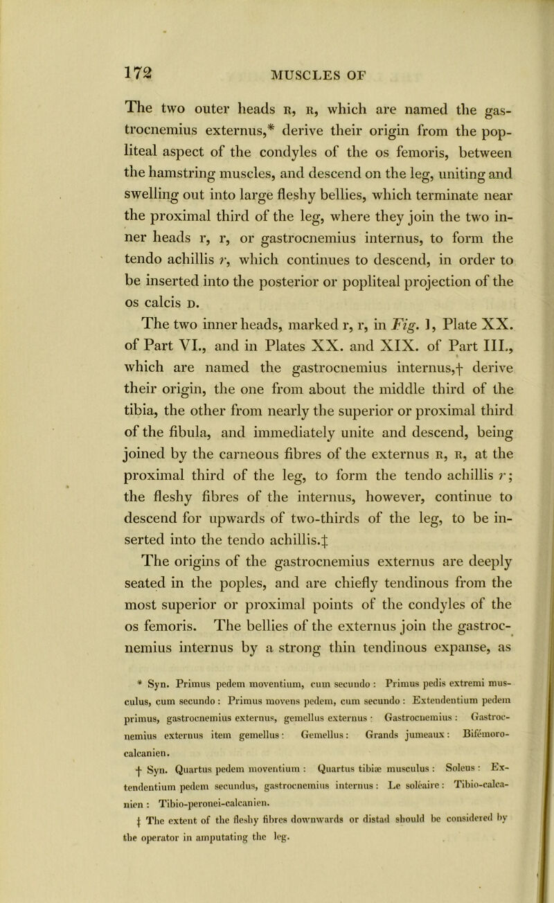 The two outer heads r, r, which are named the gas- trocnemius externus,* derive their origin from the pop- liteal aspect of the condyles of the os femoris, between the hamstring muscles, and descend on the leg, uniting and swelling out into large fleshy bellies, which terminate near the proximal third of the leg, where they join the two in- ner heads r, r, or gastrocnemius internus, to form the tendo achillis r, which continues to descend, in order to be inserted into the posterior or popliteal projection of the os calcis d. The two inner heads, marked r, r, in Fig. 1, Plate XX. of Part VI., and in Plates XX. and XIX. of Part IIL, which are named the gastrocnemius internus,f derive their origin, the one from about the middle third of the tibia, the other from nearly the superior or proximal third of the fibula, and immediately unite and descend, being joined by the carneous fibres of the externus r, r, at the proximal third of the leg, to form the tendo achillis r; the fleshy fibres of the internus, however, continue to descend for upwards of two-thirds of the leg, to be in- serted into the tendo achillis4 The origins of the gastrocnemius externus are deeply seated in the poples, and are chiefly tendinous from the most superior or proximal points of the condyles of the os femoris. The bellies of the externus join the gastroc- nemius internus by a strong thin tendinous expanse, as * Syn. Primus pedem moventium, cum secuudo : Primus pedis extremi mus- culus, cum secundo : Primus movens pedem, cum secuudo : Exteudentium pedem primus, gastrocnemius externus, gemellus externus • Gastrocnemius : Gastroc- nemius externus item gemellus: Gemellus: Grands jumeaux : Bifemoro- calcanien. -j- Syn. Quartus pedem moventium : Quartus tibiae musculus : Soleus : Ex- tendentium pedem secundus, gastrocnemius internus: Le soleaire: Tibio-calca- nien : Tibio-peronei-calcanien. | The extent of the fleshy fibres downwards or distad should be considered by the operator in amputating the leg.