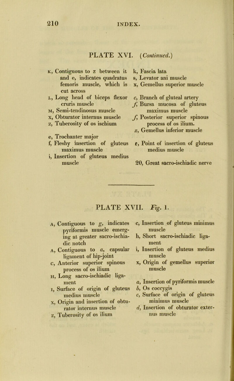 PLATE XVI. (Continued.) k, Contiguous to z between it and e, indicates quadratus femoris muscle, which is cut across l, Long head of biceps flexor cruris muscle m, Semi-tendinosus muscle x, Obturator internus muscle z, Tuberosity of os ischium e, Trochanter major f, Fleshy insertion of gluteus maximus muscle i, Insertion of gluteus medius muscle k, Fascia lata s, Levator ani muscle x, Gemellus superior muscle c, Branch of gluteal artery Bursa mucosa of gluteus maximus muscle f, Posterior superior spinous process of os ilium. x, Gemellus inferior muscle t, Point of insertion of gluteus medius muscle 20, Great sacro-ischiadic nerve PLATE XVII. Fig. 1. A, Contiguous to g, indicates pyriformis muscle emerg- ing at greater sacro-ischia- dic notch a, Contiguous to a, capsular ligament of hip-joint c, Anterior superior spinous process of os ilium H, Long sacro-ischiadic liga- ment i, Surface of origin of gluteus medius muscle X, Origin and insertion of obtu- rator internus muscle z, Tuberosity of os ilium c, Insertion of gluteus minimus muscle h, Short sacro-ischiadic liga- ment i, Insertion of gluteus medius muscle x, Origin of gemellus superior muscle a, Insertion of pyriformis muscle b, Os coccygis c, Surface of origin of gluteus minimus muscle d, Insertion of obturator exter- nus muscle