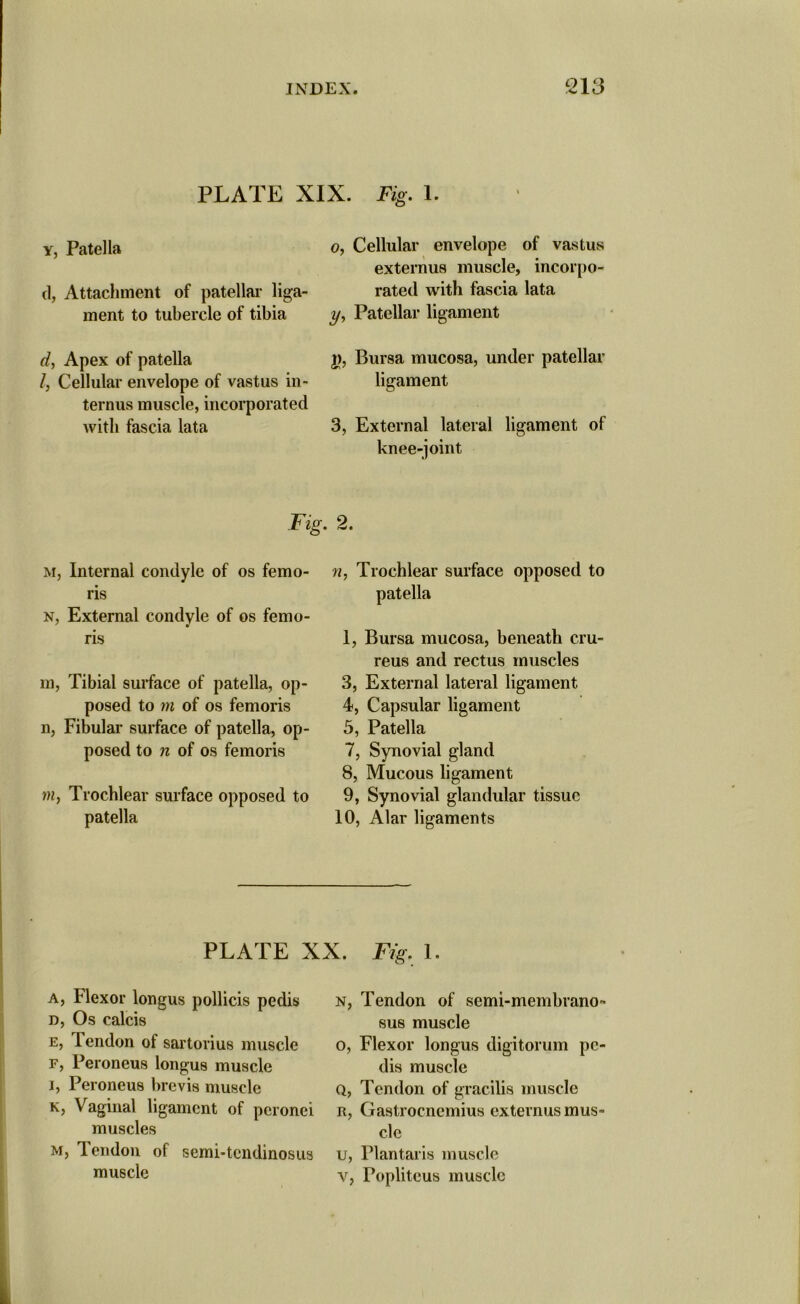 PLATE XIX. Fig. 1. y, Patella d, Attachment of patellar liga- ment to tubercle of tibia d, Apex of patella l, Cellular envelope of vastus in- ternus muscle, incorporated with fascia lata o, Cellular envelope of vastus externus muscle, incorpo- rated with fascia lata y, Patellar ligament j), Bursa mucosa, under patellar ligament 3, External lateral ligament of knee-joint Fig. 2. m, Internal condyle of os femo- ris n, External condyle of os femo- ris m, Tibial surface of patella, op- posed to m of os femoris n, Fibular surface of patella, op- posed to n of os femoris m> Trochlear surface opposed to patella n, Trochlear surface opposed to patella 1, Bursa mucosa, beneath cru- reus and rectus muscles 3, External lateral ligament 4, Capsular ligament 5, Patella 7, Synovial gland 8, Mucous ligament 9, Synovial glandular tissue 10, Alar ligaments PLATE XX. Fig. 1. a, Flexor longus pollicis pedis n, Os calcis e, 1 endon of sartorius muscle f, Peroneus longus muscle i, Peroneus brevis muscle k, Vaginal ligament of peronei muscles m, Tendon of semi-tendinosus muscle n, Tendon of semi-membrano- sus muscle o, Flexor longus digitorum pe- dis muscle q, Tendon of gracilis muscle r, Gastrocnemius externus mus- cle u, Plantaris muscle v, Popliteus muscle