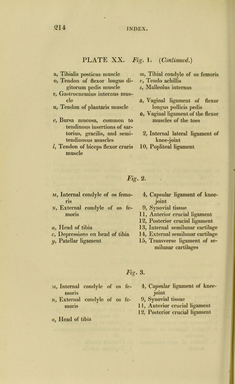 PLATE XX. Fig. 1. (Continued.) a, Tibialis posticus muscle 0, Tendon of flexor longus di- gitorum pedis muscle r, Gastrocnemius internus mus- cle u, Tendon of plantaris muscle e, Bursa mucosa, common to tendinous insertions of sar- torius, gracilis, and semi- tendinosus muscles 1, Tendon of biceps flexor cruris muscle Fig m, Internal condyle of os femo- ris n, External condyle of os fe- moris a, Head of tibia c, Depressions on head of tibia y, Patellar ligament ?n, Tibial condyle of os femoris r, Tendo achillis s, Malleolus internus a, Vaginal ligament of flexor longus pollicis pedis 0, Vaginal ligament of the flexor muscles of the toes 2, Internal lateral ligament of knee-joint 10, Popliteal ligament 2. 4, Capsular ligament of knee- joint 9, Synovial tissue 11, Anterior crucial ligament 12, Posterior crucial ligament 13, Internal semilunar cartilage 14, External semilunar cartilage 15, Transverse ligament of se- milunar cartilages Fig. 3. M, Internal condyle of os fe- moris N, External condyle of os fe- moris 4, Capsular ligament of knee- joint 9, Synovial tissue 11, Anterior crucial ligament 12, Posterior crucial ligament