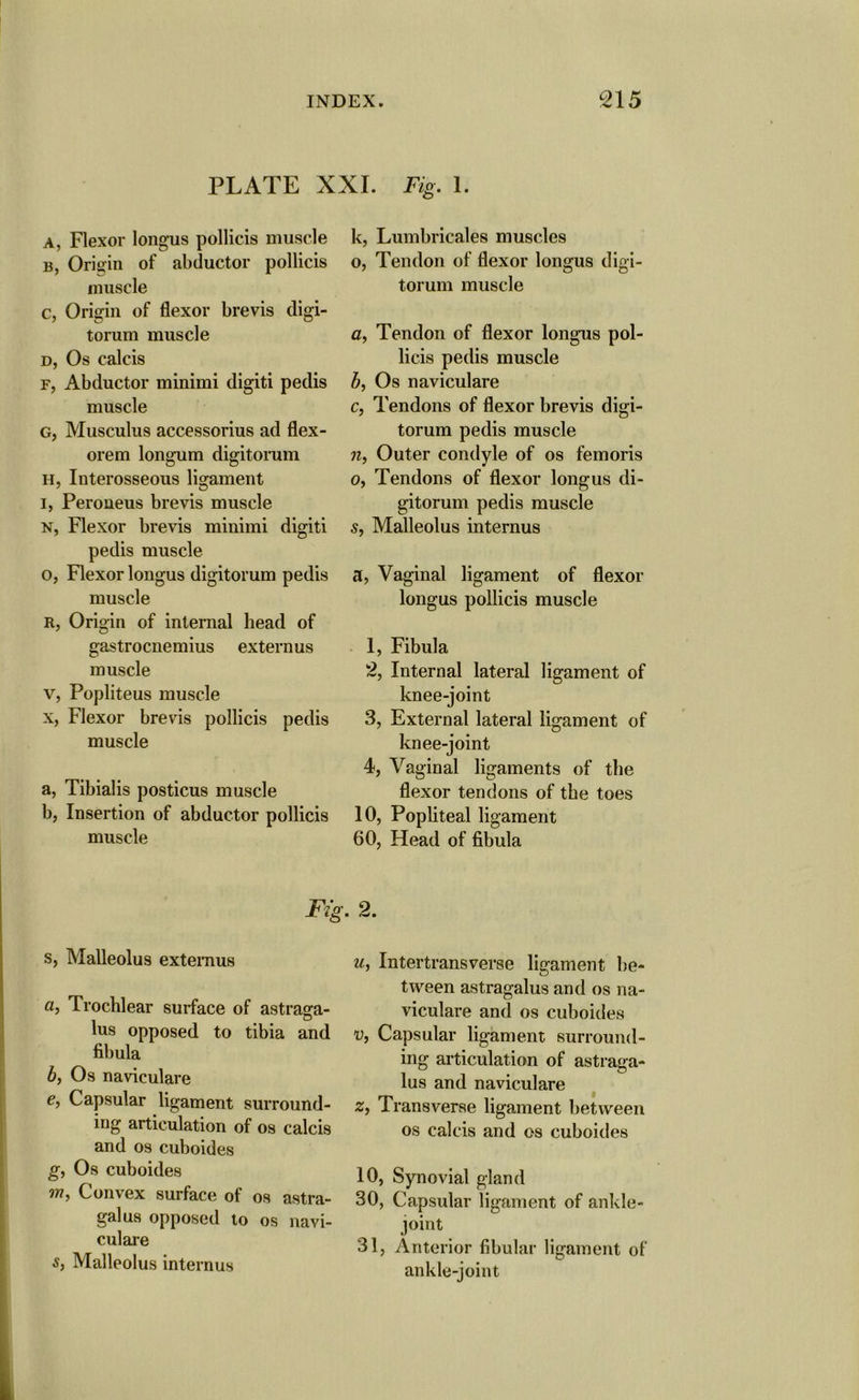 PLATE XXL Fig. 1. a, Flexor longus pollicis muscle b, Origin of abductor pollicis muscle c, Origin of flexor brevis digi- torum muscle d, Os calcis f, Abductor minimi digiti pedis muscle g, Musculus accessorius ad flex- orem longum digitorum h, Interosseous ligament i, Peroneus brevis muscle n, Flexor brevis minimi digiti pedis muscle o, Flexor longus digitorum pedis muscle R, Origin of internal head of gastrocnemius externus muscle v, Popliteus muscle x, Flexor brevis pollicis pedis muscle a, Tibialis posticus muscle b, Insertion of abductor pollicis muscle k, Lumbricales muscles o, Tendon of flexor longus digi- torum muscle a, Tendon of flexor longus pol- licis pedis muscle b, Os naviculare c, Tendons of flexor brevis digi- torum pedis muscle n, Outer condyle of os femoris o, Tendons of flexor longus di- gitorum pedis muscle s, Malleolus internus a, Vaginal ligament of flexor longus pollicis muscle 1, Fibula 2, Internal lateral ligament of knee-joint 3, External lateral ligament of knee-joint 4, Vaginal ligaments of the flexor tendons of the toes 10, Popliteal li gament 60, Head of fibula Fig. 2. s, Malleolus externus а, Trochlear surface of astraga- lus opposed to tibia and fibula б, Os naviculare e, Capsular ligament surround- ing articulation of os calcis and os cuboides g, Os cuboides 771, Convex surface of os astra- galus opposed to os navi- culare s, Malleolus internus u, Intertransverse ligament be- tween astragalus and os na- viculare and os cuboides v, Capsular ligament surround- ing articulation of astraua- lus and naviculare z, Transverse ligament between os calcis and os cuboides 10, Synovial gland 30, Capsular ligament of ankle- joint 31, Anterior fibular ligament of ankle-joint