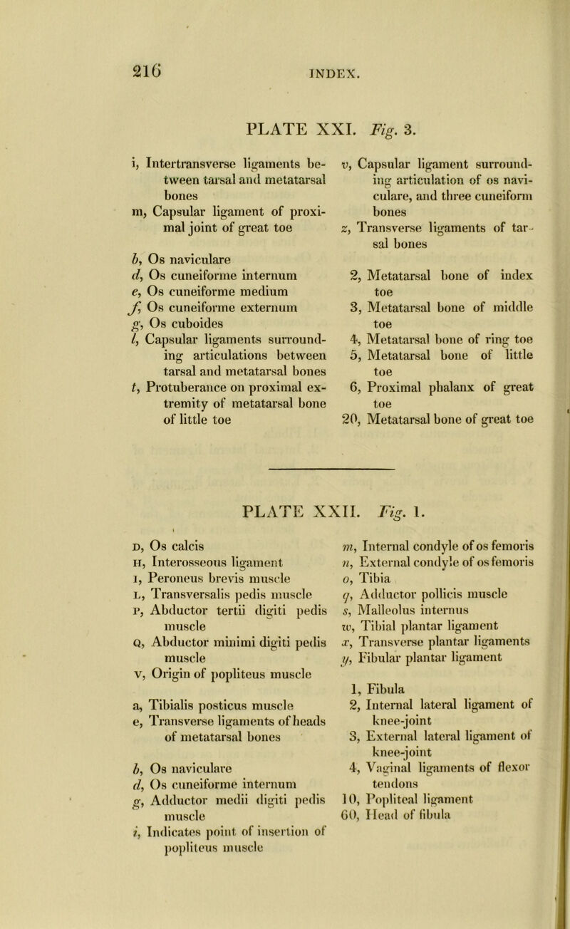 PLATE XXL Fig. 3. i, Intertransverse ligaments be- tween tarsal and metatarsal bones m, Capsular ligament of proxi- mal joint of great toe b, Os naviculare d, Os cuneiforme internum e, Os cuneiforme medium Os cuneiforme externum g, Os cuboides /, Capsular ligaments surround- ing articulations between tarsal and metatarsal bones t, Protuberance on proximal ex- tremity of metatarsal bone of little toe v, Capsular ligament surround- ing articulation of os navi- culare, and three cuneiform bones z, Transverse ligaments of tar - sal bones 2, Metatarsal bone of index toe 3, Metatarsal bone of middle toe 4, Metatarsal bone of ring toe 5, Metatarsal bone of little toe 6, Proximal phalanx of great toe 20, Metatarsal bone of great toe PLATE XXII. Fig. 1. d, Os calcis h, Interosseous ligament i, Peroneus brevis muscle L, Transversalis pedis muscle p, Abductor tertii digiti pedis muscle Q, Abductor minimi digiti pedis muscle v, Origin of popliteus muscle a, Tibialis posticus muscle e, Transverse ligaments of heads of metatarsal bones Os naviculare d, Os cuneiforme internum g, Adductor mcdii digiti pedis muscle Indicates point of insertion of popliteus muscle m, Internal condyle of os femoris n, External condyle of os femoris o, Tibia q, Adductor pollicis muscle s, Malleolus internus to, Tibial plantar ligament x, Transverse plantar ligaments ?/, Fibular plantar ligament 1, Fibula 2, Internal lateral ligament of knee-joint 3, External lateral ligament of knee-joint 4, Vaginal ligaments of flexor tendons 10, Popliteal ligament GO, Head of fibula