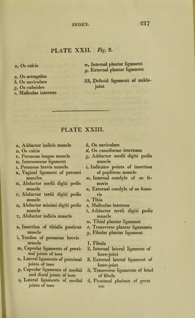 PLATE XXII. , Fig. 2. d, Os calcis a, Os astragalus b, Os naviculare g, Os cuboides s, Malleolus interims tv, Internal plantar ligament y, External plantar ligament 33, Deltoid ligament of ankle- joint PLATE XXIII. A, Adductor indicis muscle d, Os calcis F, Peroneus longus muscle h, Interosseous ligament l, Peroneus brevis muscle k, Vaginal ligament of peronei muscles m, Abductor medii digiti pedis muscle p, Abductor tertii digiti pedis muscle Q, Abductor minimi digiti pedis muscle T, Abductor indicis muscle a, Insertion of tibialis posticus muscle i, Tendon of peroneus brevis muscle m, Capsular ligaments of proxi- mal joints of toes n, Lateral ligaments of proximal joints of toes p, Capsular ligaments of medial and distal joints of toes q, Lateral ligaments of medial joints of toes b, Os naviculare d, Os cuneiforme internum g, Adductor medii digiti pedis muscle i9 Indicates points of insertion of popliteus muscle m, Internal condyle of os fe- rn oris nf External condyle of os femo- ris 0, Tibia s, Malleolus intemus t, Adductor tertii digiti pedis muscle tv, Tibial plantar ligament x, Transverse plantar ligaments y, Fibular plantar ligament 1, Fibula 2, Internal lateral ligament of knee-joint 3, External lateral ligament of knee-joint 5, Transverse ligaments of bead of fibula 6, Proximal phalanx of great