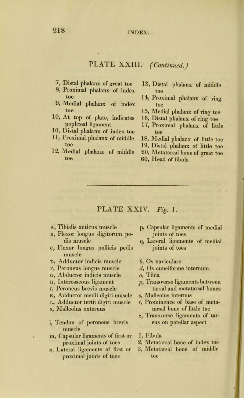 INDEX. PLATE XXIII. (Continued.) 7, Distal phalanx of great toe 8, Proximal phalanx of index toe 9, Medial phalanx of index toe 10, At top of plate, indicates popliteal ligament 10, Distal phalanx of index toe 11, Proximal phalanx of middle toe 12, Medial phalanx of middle toe 13, Distal phalanx of middle toe 14, Proximal phalanx of ring toe 15, Medial phalanx of ring toe 16, Distal phalanx of ring toe 17, Proximal phalanx of little toe 18, Medial phalanx of little toe 19, Distal phalanx of little toe 20, Metatarsal bone of great toe 60, Head of fibula PLATE XXIV. Fig. 1. A, Tibialis anticus muscle B, Flexor longus digitorum pe- dis muscle c, Flexor longus pollicis pedis muscle d, Adductor indicis muscle F, Peroneus longus muscle G, Abductor indicis muscle h, Interosseous ligament l, Peroneus brevis muscle k, Adductor medii digiti muscle L, Adductor tertii digiti muscle s, Malleolus externus i, Tendon of peroneus brevis muscle m, Capsular ligaments of first or proximal joints of toes n, Lateral ligaments of first or p, Capsular ligaments of medial joints of toes q, Lateral ligaments of medial joints of toes b, Os naviculare d, Os cuneiforme internum 0, Tibia p, Transverse ligaments between tarsal and metatarsal bones s, Malleolus internus t, Prominence of base of meta- tarsal bone of little toe z, Transverse ligaments of tar- sus on patellar aspect 1, Fibula 2, Metatarsal hone of index toe 3, Metatarsal bone of middle