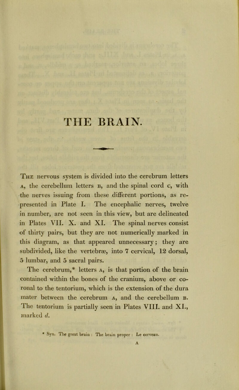 THE BRAIN. The nervous system is divided into the cerebrum letters a, the cerebellum letters b, and the spinal cord c, with the nerves issuing from these different portions, as re- presented in Plate I. The encephalic nerves, twelve in number, are not seen in this view, but are delineated in Plates VII. X. and XI. The spinal nerves consist of thirty pairs, but they are not numerically marked in this diagram, as that appeared unnecessary; they are subdivided, like the vertebrae, into 7 cervical, 12 dorsal, 5 lumbar, and 5 sacral pairs. The cerebrum,* letters a, is that portion of the brain contained within the bones of the cranium, above or co- ronal to the tentorium, which is the extension of the dura mater between the cerebrum a, and the cerebellum b. The tentorium is partially seen in Plates VIII. and XI., marked d. * Syn. The great brain : The brain proper : Le cerveau.