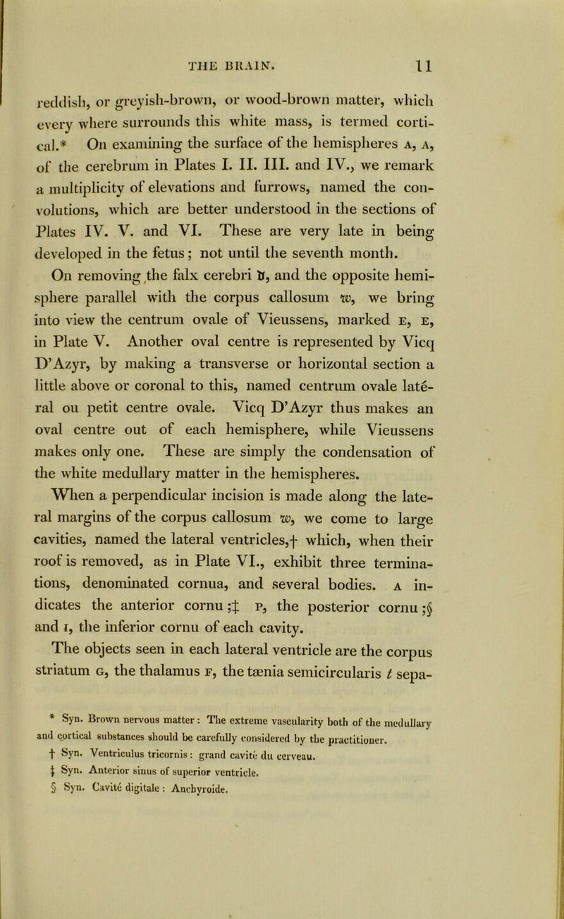 reddish, or greyish-brown, or wood-brown matter, which every where surrounds this white mass, is termed corti- cal.* * * § On examining the surface of the hemispheres a, a, of the cerebrum in Plates I. II. III. and IV., we remark a multiplicity of elevations and furrows, named the con- volutions, which are better understood in the sections of Plates IV. V. and VI. These are very late in being developed in the fetus; not until the seventh month. On removing the falx cerebri if, and the opposite hemi- sphere parallel writh the corpus callosum w, we bring into view the centrum ovale of Vieussens, marked e, e, in Plate V. Another oval centre is represented by Vicq D’Azyr, by making a transverse or horizontal section a little above or coronal to this, named centrum ovale late- ral ou petit centre ovale. Vicq D’Azyr thus makes an oval centre out of each hemisphere, while Vieussens makes only one. These are simply the condensation of the white medullary matter in the hemispheres. When a perpendicular incision is made along the late- ral margins of the corpus callosum w9 we come to large cavities, named the lateral ventricles,f which, when their roof is removed, as in Plate VI., exhibit three termina- tions, denominated cornua, and several bodies, a in- dicates the anterior cornu ;J p, the posterior cornu ;§ and i, the inferior cornu of each cavity. The objects seen in each lateral ventricle are the corpus striatum g, the thalamus f, the taenia semicircularis t sepa- * Syn. Brown nervous matter : The extreme vascularity both of the medullary and cortical substances should be carefully considered by the practitioner. f Syn. Ventriculus tricornis : grand cavite du cerveau. t Syn. Anterior sinus of superior ventricle. § Syn. Cavite digitale : Ancbyroide.