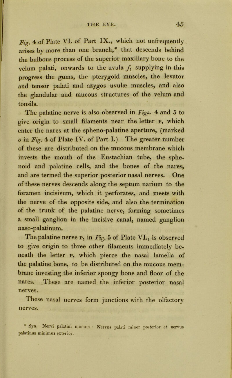 Fig. 4 of Plate VI. of Part IX., which not unfrequently arises by more than one branch,* that descends behind the bulbous process of the superior maxillary bone to the velum palati, onwards to the uvula f supplying in this progress the gums, the pterygoid muscles, the levator and tensor palati and azygos uvulae muscles, and also the o-landular and mucous structures of the velum and © tonsils. The palatine nerve is also observed in Figs. 4 and 5 to give origin to small filaments near the letter p, which enter the nares at the spheno-palatine aperture, (marked o in Fig. 4 of Plate IV. of Part I.) The greater number of these are distributed on the mucous membrane which invests the mouth of the Eustachian tube, the sphe- noid and palatine cells, and the bones of the nares, and are termed the superior posterior nasal nerves. One of these nerves descends along the septum narium to the foramen incisivum, which it perforates, and meets with the nerve of the opposite side, and also the termination of the trunk of the palatine nerve, forming sometimes a small ganglion in the incisive canal, named ganglion naso-palatinum. The palatine nerve p, in Fig. 5 of Plate VI., is observed to give origin to three other filaments immediately be- neath the letter p, which pierce the nasal lamella of the palatine bone, to be distributed on the mucous mem- brane investing the inferior spongy bone and floor of the nares. These are named the inferior posterior nasal nerves. These nasal nerves form junctions with the olfactory nerves. * Syn. Nervi palatini minores: Nervus palati minor posterior et nervus palatinus minimus exterior.