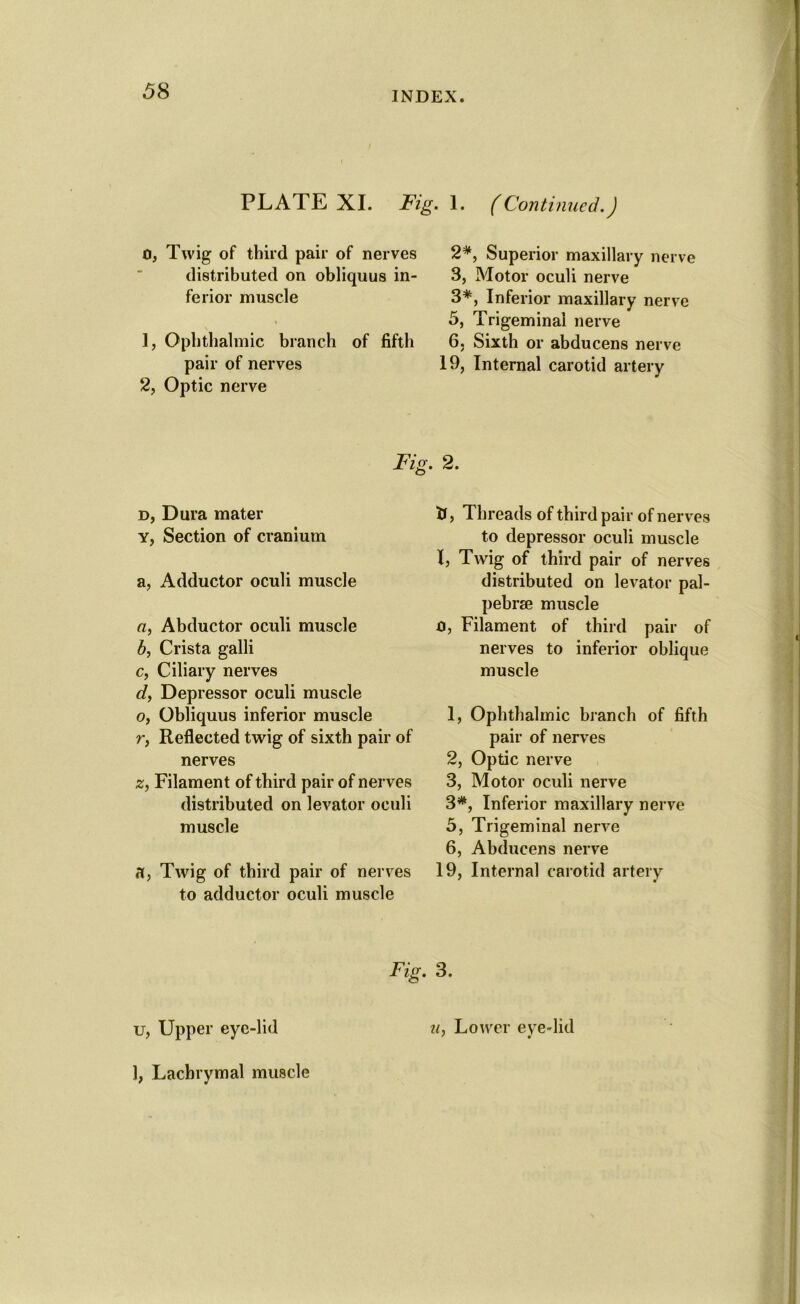 PLATE XI. Fig. 1. (Continued.) 0, Twig of third pair of nerves distributed on obliquus in- ferior muscle 1, Ophthalmic branch of fifth pair of nerves 2, Optic nerve Fig. t>, Dura mater y, Section of cranium a, Adductor oculi muscle a, Abductor oculi muscle b, Crista galli c, Ciliary nerves d, Depressor oculi muscle o, Obliquus inferior muscle r, Reflected twig of sixth pair of nerves z, Filament of third pair of nerves distributed on levator oculi muscle a, Twig of third pair of nerves to adductor oculi muscle 2*, Superior maxillary nerve 3, Motor oculi nerve 3*, Inferior maxillary nerve 5, Trigeminal nerve 6. Sixth or abducens nerve 19, Internal carotid artery 2. tf, Threads of third pair of nerves to depressor oculi muscle I, Twig of third pair of nerves distributed on levator pal- pebrse muscle 0, Filament of third pair of nerves to inferior oblique muscle 1, Ophthalmic branch of fifth pair of nerves 2, Optic nerve 3, Motor oculi nerve 3*, Inferior maxillary nerve 5, Trigeminal nerve 6, Abducens nerve 19, Internal carotid artery Fig. 3. u, Upper eye-lid 1, Lachrymal muscle u, Lower eye-lid