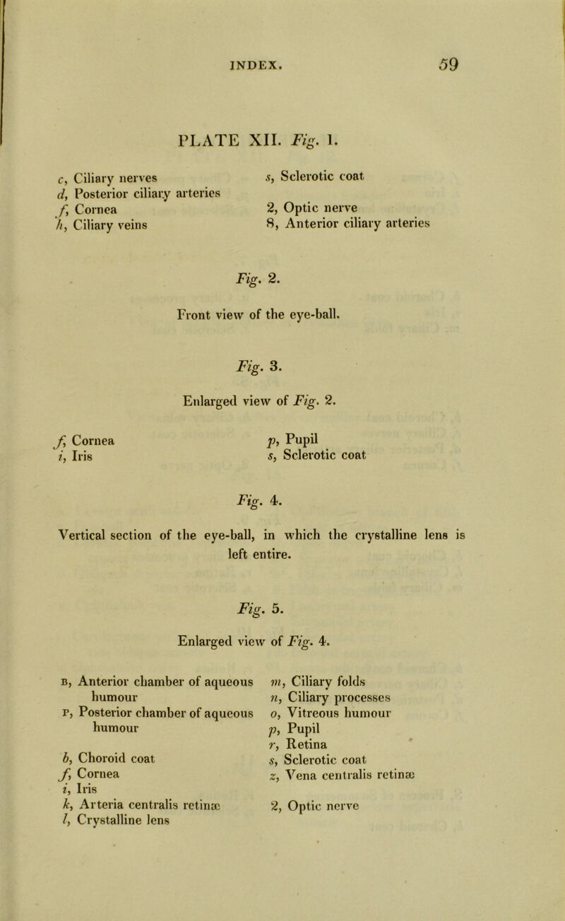 PLATE XII. Fig. 1. c, Ciliary nerves s, Sclerotic coat d, Posterior ciliary arteries f Cornea 2, Optic nerve 'h, Ciliary veins 8, Anterior ciliary arteries Fig. 2. Front view of the eye-ball. Fig. 3. Enlarged view of Fig. 2. fy Cornea p, Pupil if Iris s, Sclerotic coat Fig. 4<. Vertical section of the eye-ball, in which the crystalline lens is left entire. Fig. 5. Enlarged view of Fig. 4. b, Anterior chamber of aqueous humour p, Posterior chamber of aqueous humour b, Choroid coat fy Cornea iy Iris ky Arteria centralis retina} l, Crystalline lens VI y Ciliary folds ?i. Ciliary processes 0, Vitreous humour p. Pupil r, Retina Sy Sclerotic coat z. Vena centralis retina} 2, Optic nerve