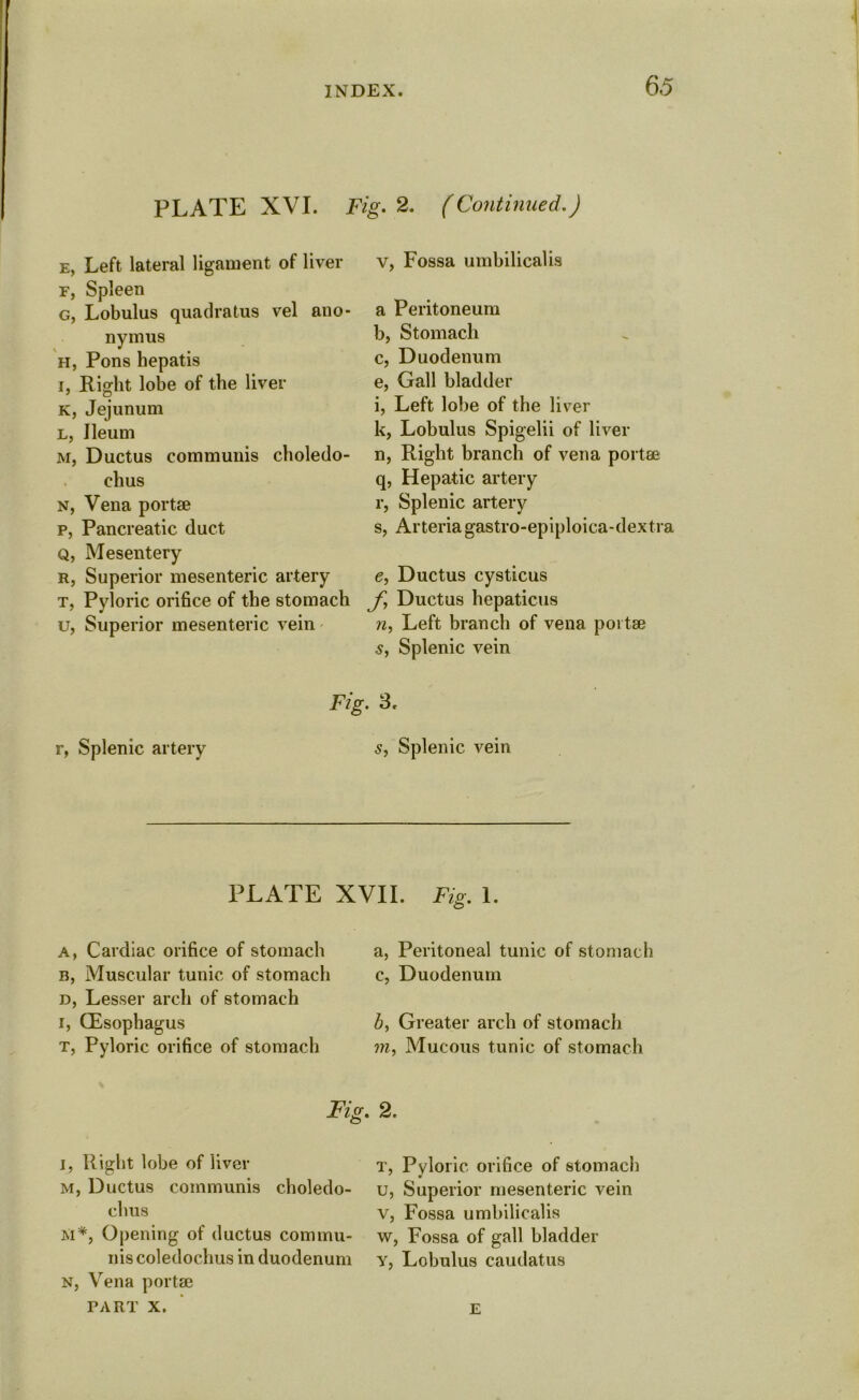 PLATE XVI. Fig. 2. (Continued.) e, Left lateral ligament of liver r, Spleen g, Lobulus quadratus vel ano- nymus h, Pons hepatis i, Right lobe of the liver K, Jejunum l, Ileum m, Ductus communis choledo- chus n, Vena portse p, Pancreatic duct q, Mesentery r, Superior mesenteric artery t, Pyloric orifice of the stomach u, Superior mesenteric vein v, Fossa umbilicalis a Peritoneum b, Stomach c, Duodenum e, Gall bladder i, Left lobe of the liver k, Lobulus Spigelii of liver n, Right branch of vena portse q, Hepatic artery r, Splenic artery s, Arteriagastro-epiploica-dextra e, Ductus cysticus f, Ductus hepaticus n, Left branch of vena portae s, Splenic vein r, Splenic artery Fig. 3 c s, Splenic vein PLATE XVII. Fig. 1. a, Cardiac orifice of stomach b, Muscular tunic of stomach d, Lesser arch of stomach i, (Esophagus t, Pyloric orifice of stomach a, Peritoneal tunic of stomach c, Duodenum b, Greater arch of stomach m, Mucous tunic of stomach Fig. 2. l, Right lobe of liver m, Ductus communis choledo- clius m*, Opening of ductus commu- nis coledochus in duodenum n, Vena portae PART X. T, Pyloric orifice of stomach u, Superior mesenteric vein v, Fossa umbilicalis w, Fossa of gall bladder y, Lobulus caudatus E